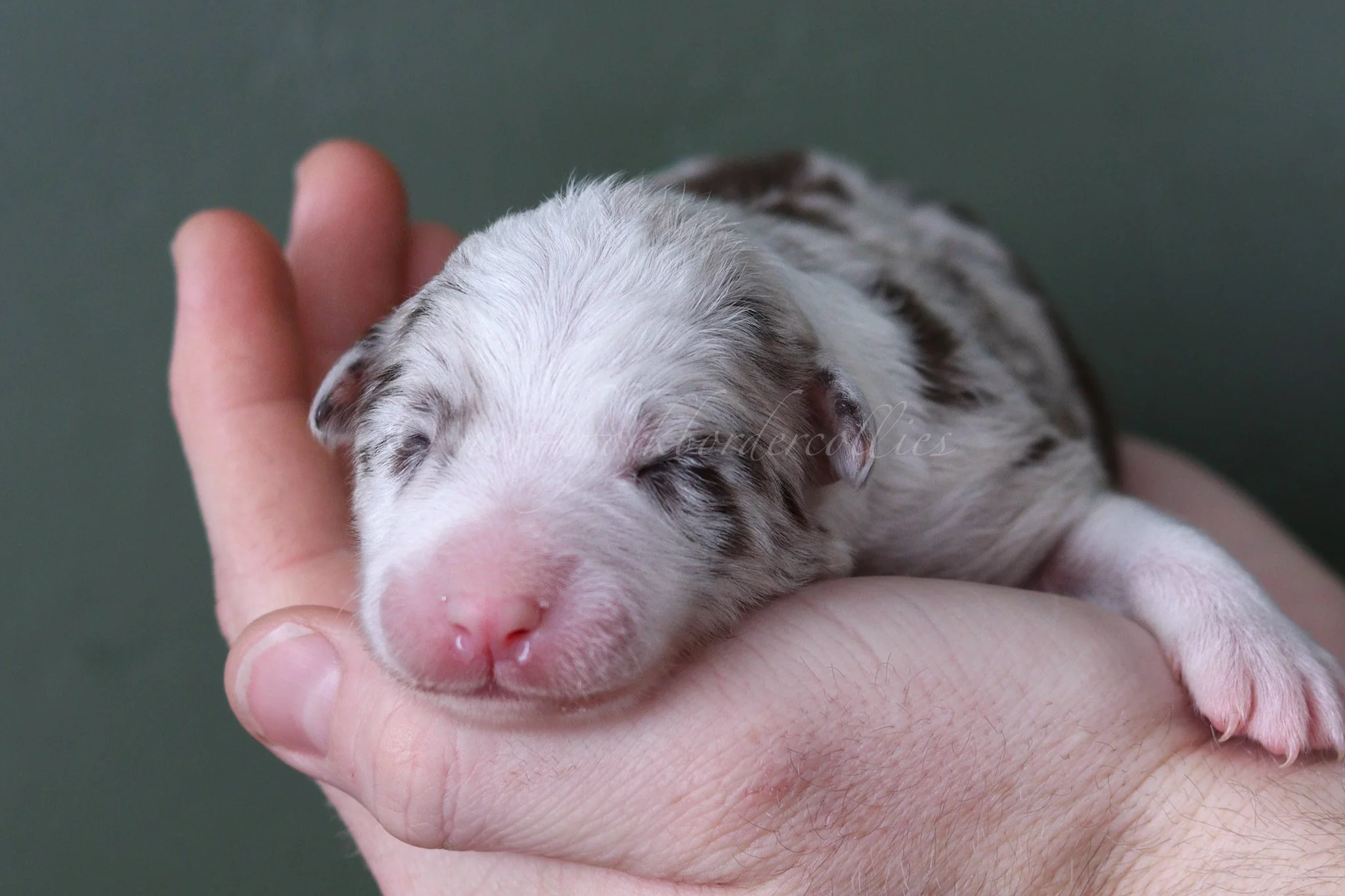 Poppy - red merle female - 1 week old