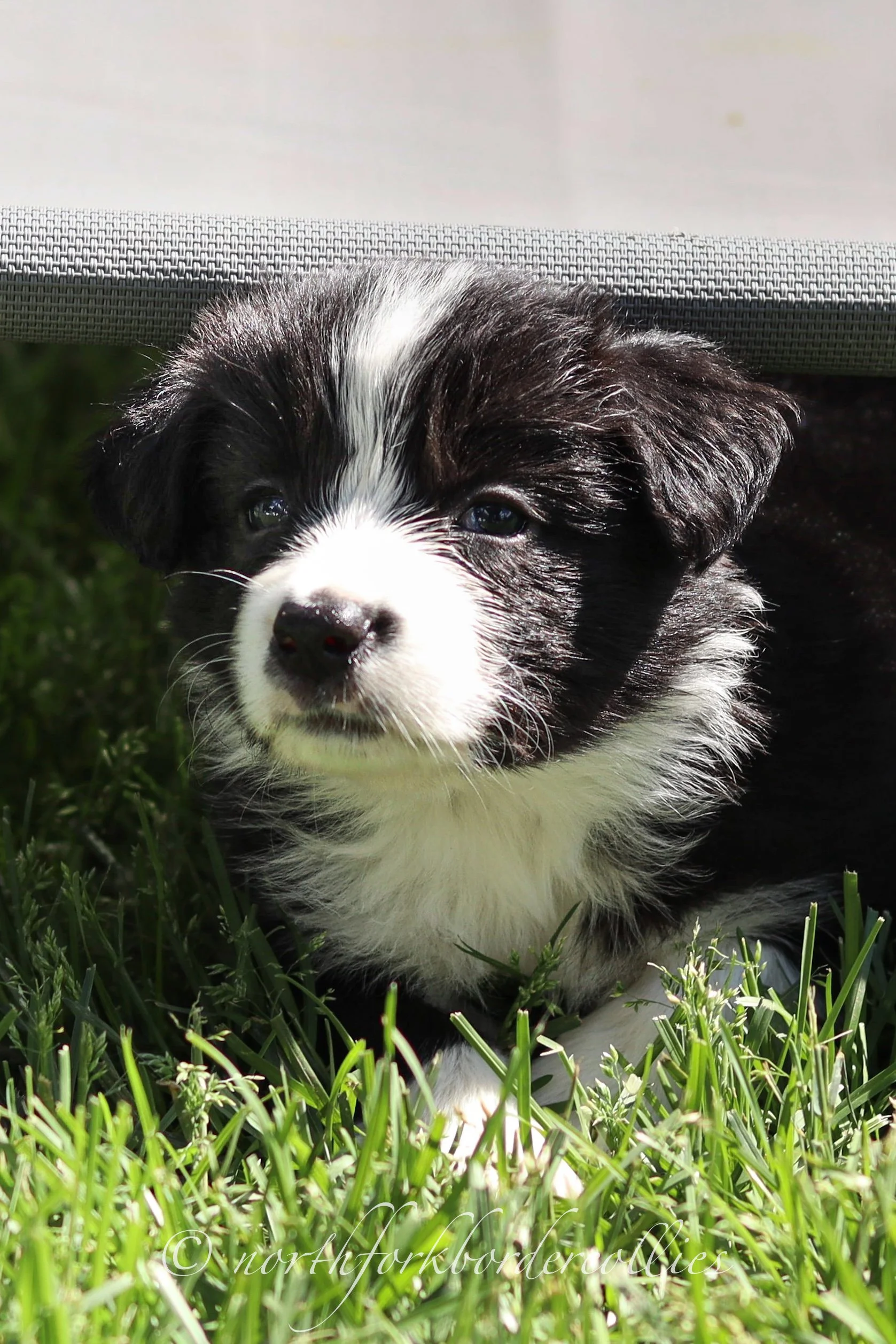 Rebel - female - 5 weeks old
