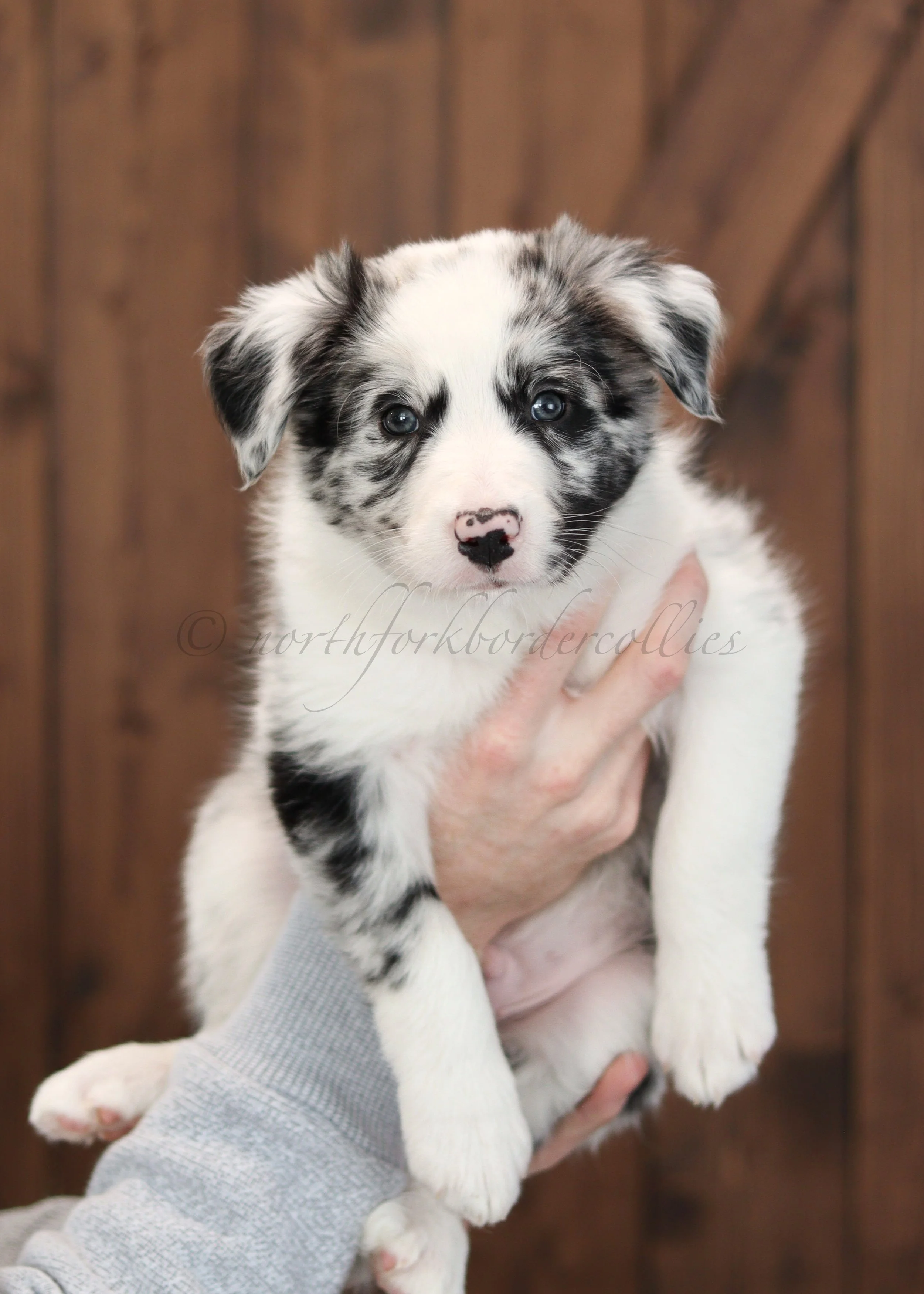 Ryze - blue merle male - 7 weeks old