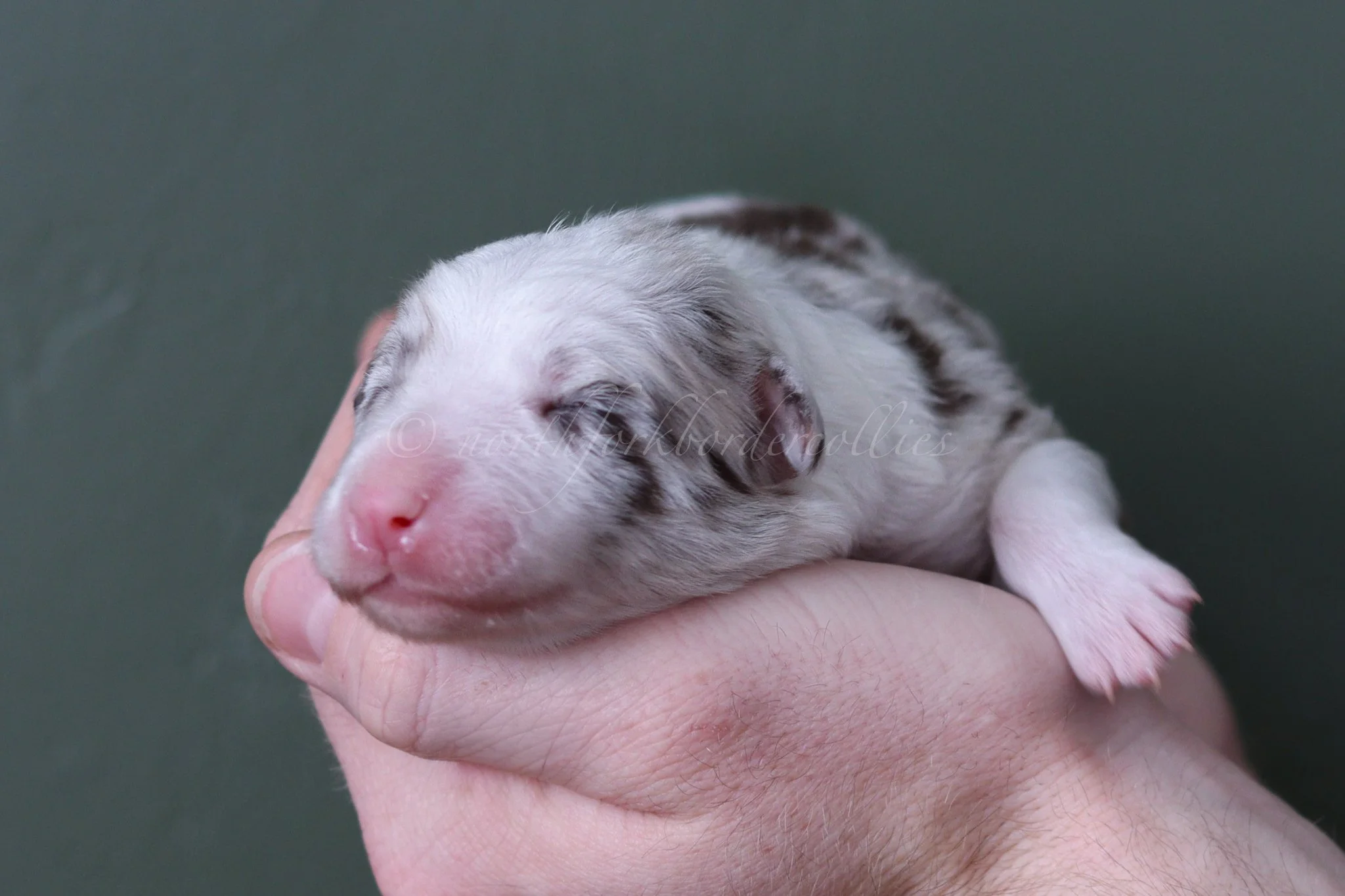 Poppy - red merle female - 1 week old