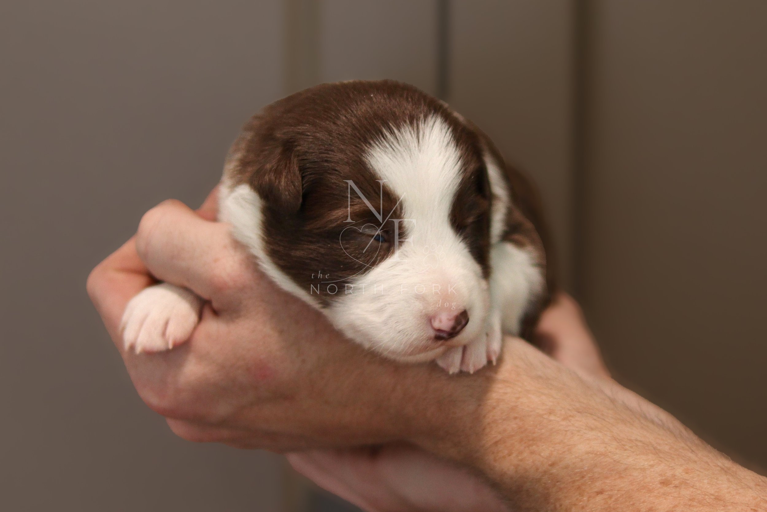 Two weeks old