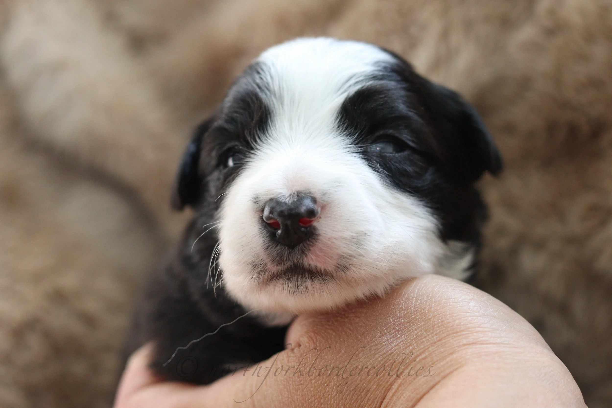 Force - female - 2 weeks old