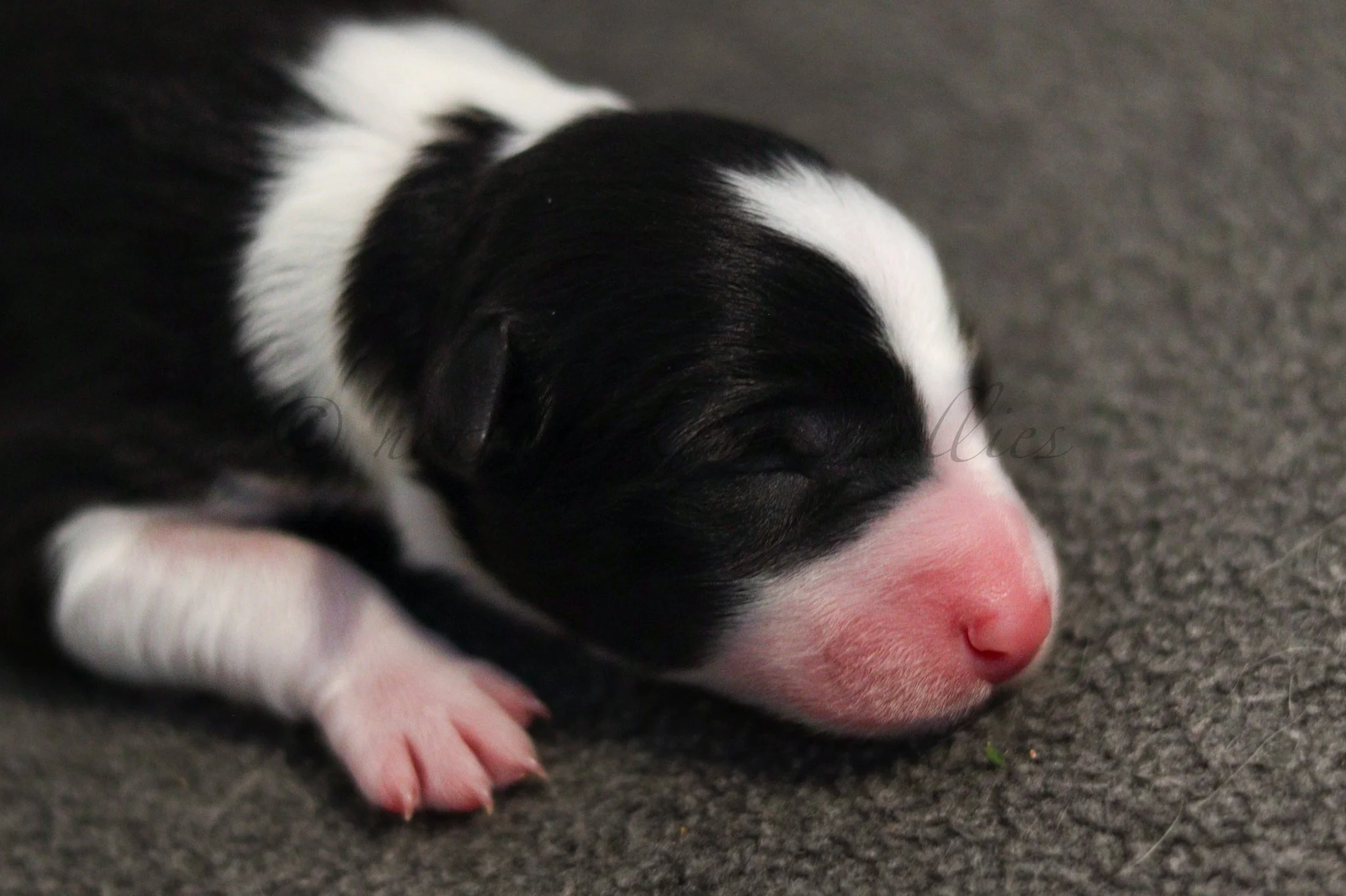 Jinx - black and white female - 1 day old
