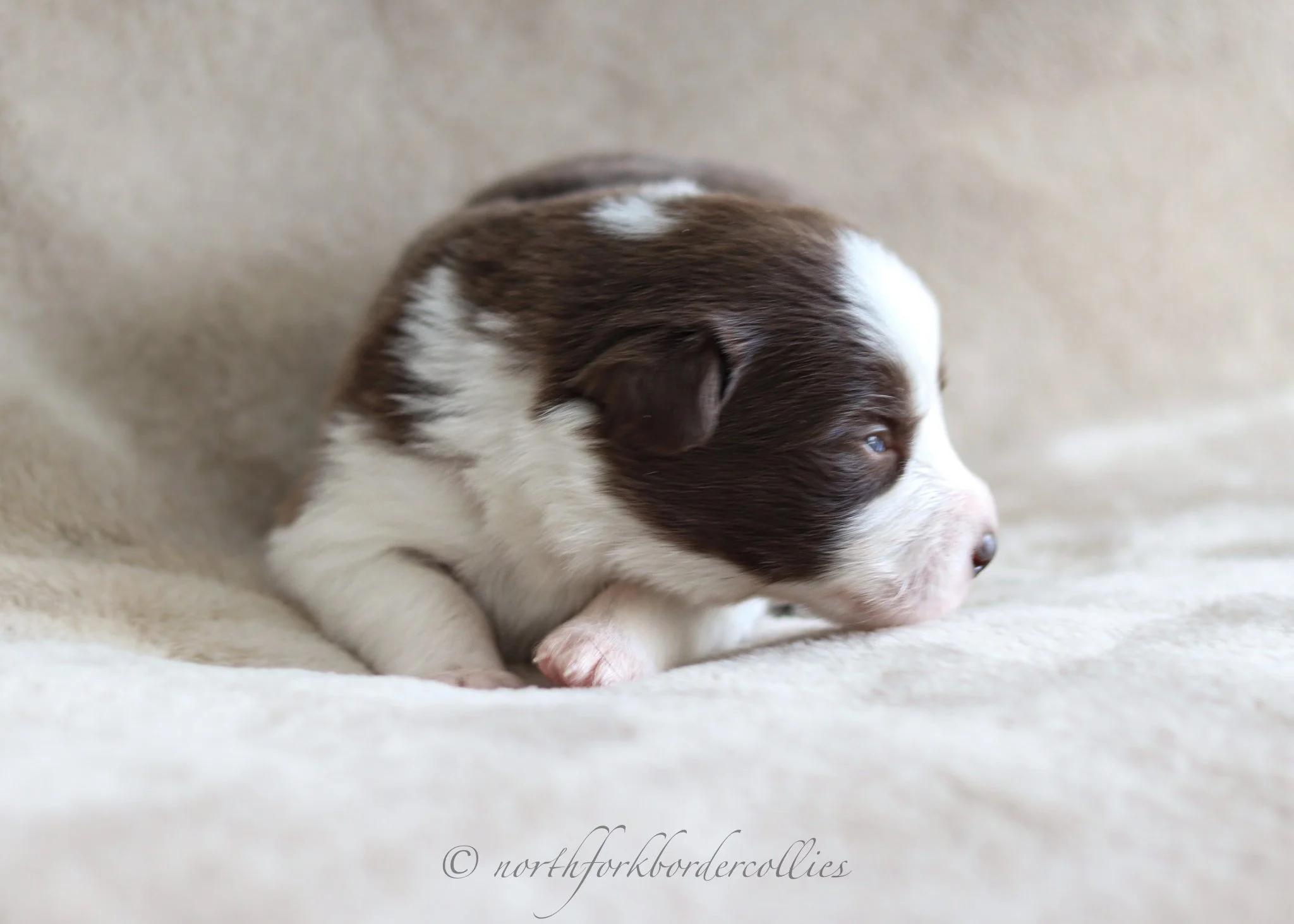 2 weeks old