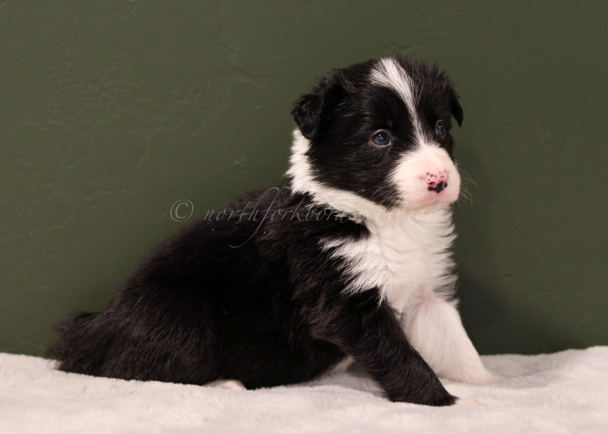 Ashe - black and white female - 4 weeks old