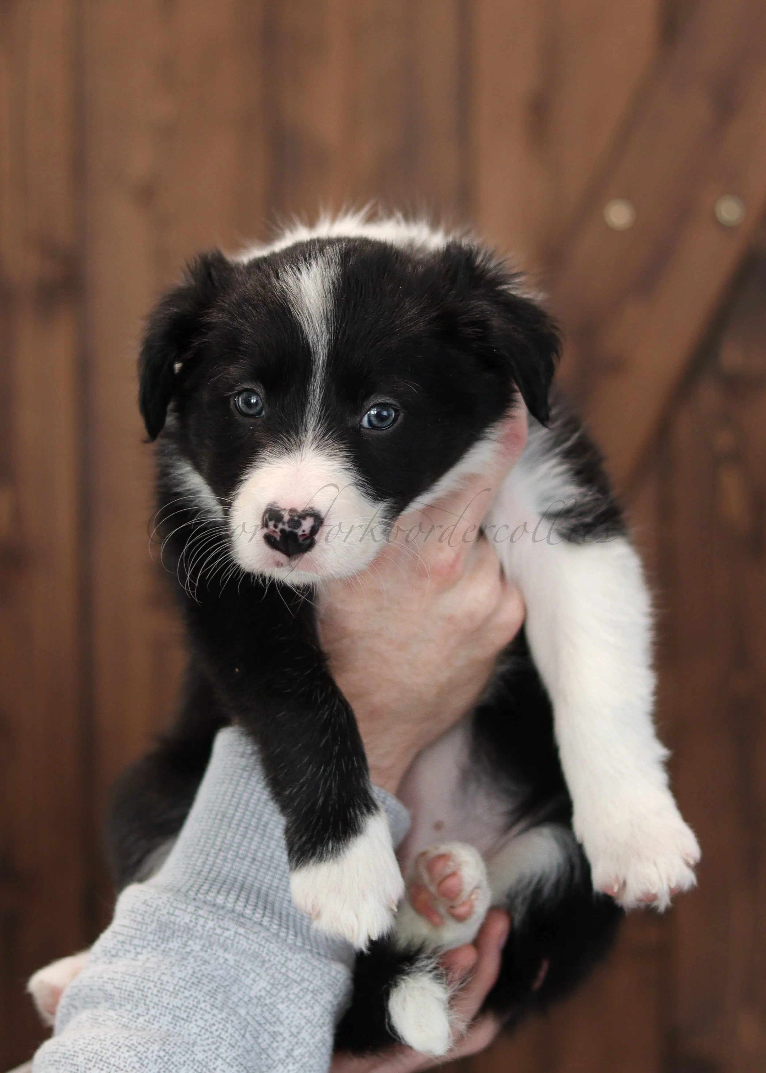 Ashe - black and white female - 7 weeks old