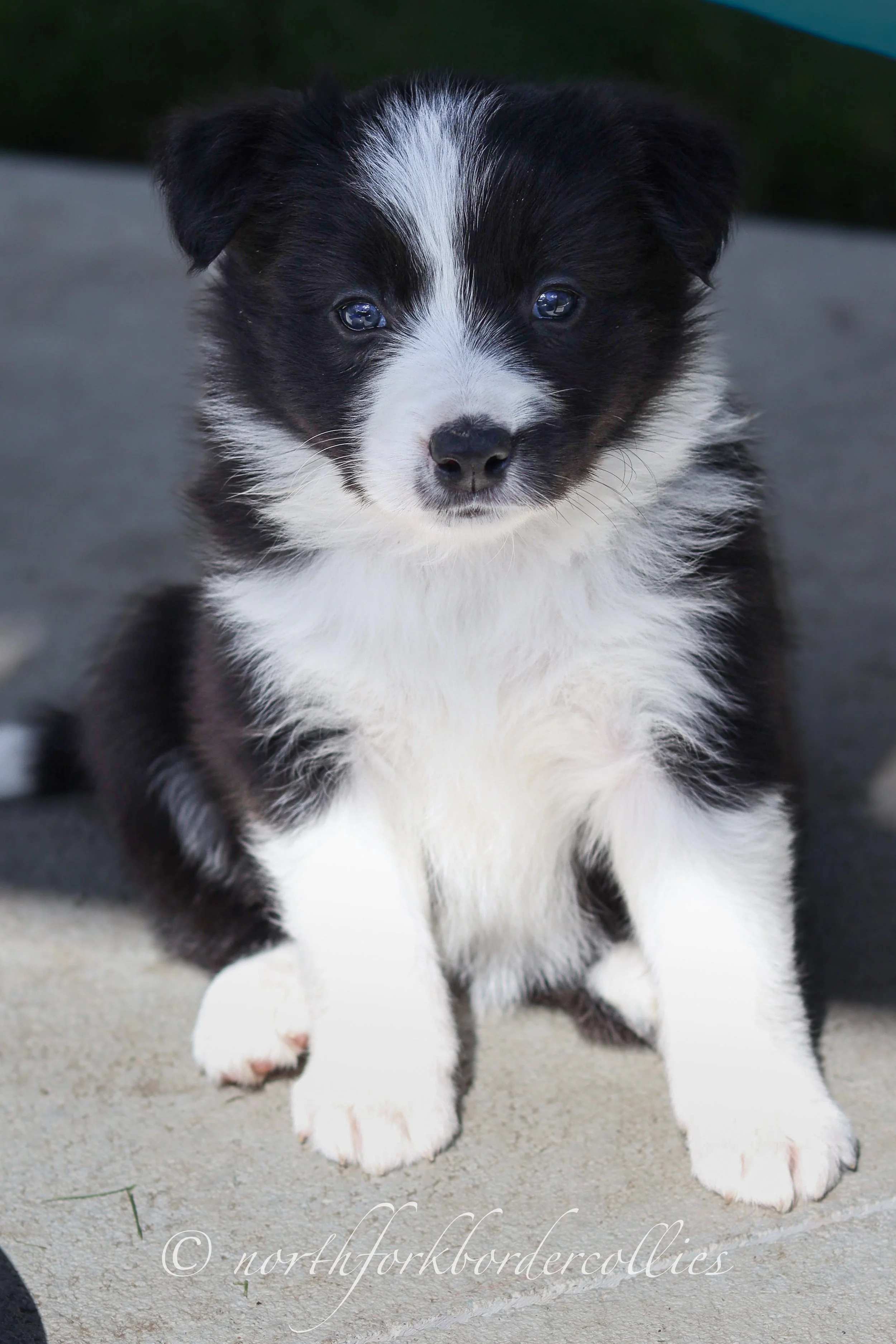 Sith - female - 5 weeks old