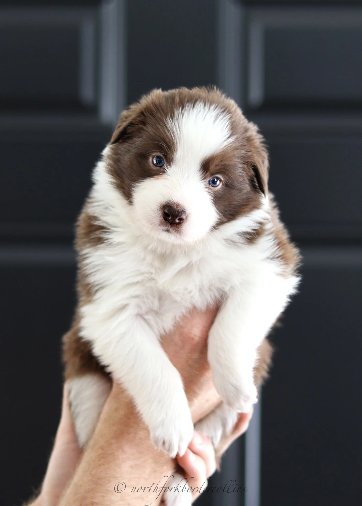 4 weeks old