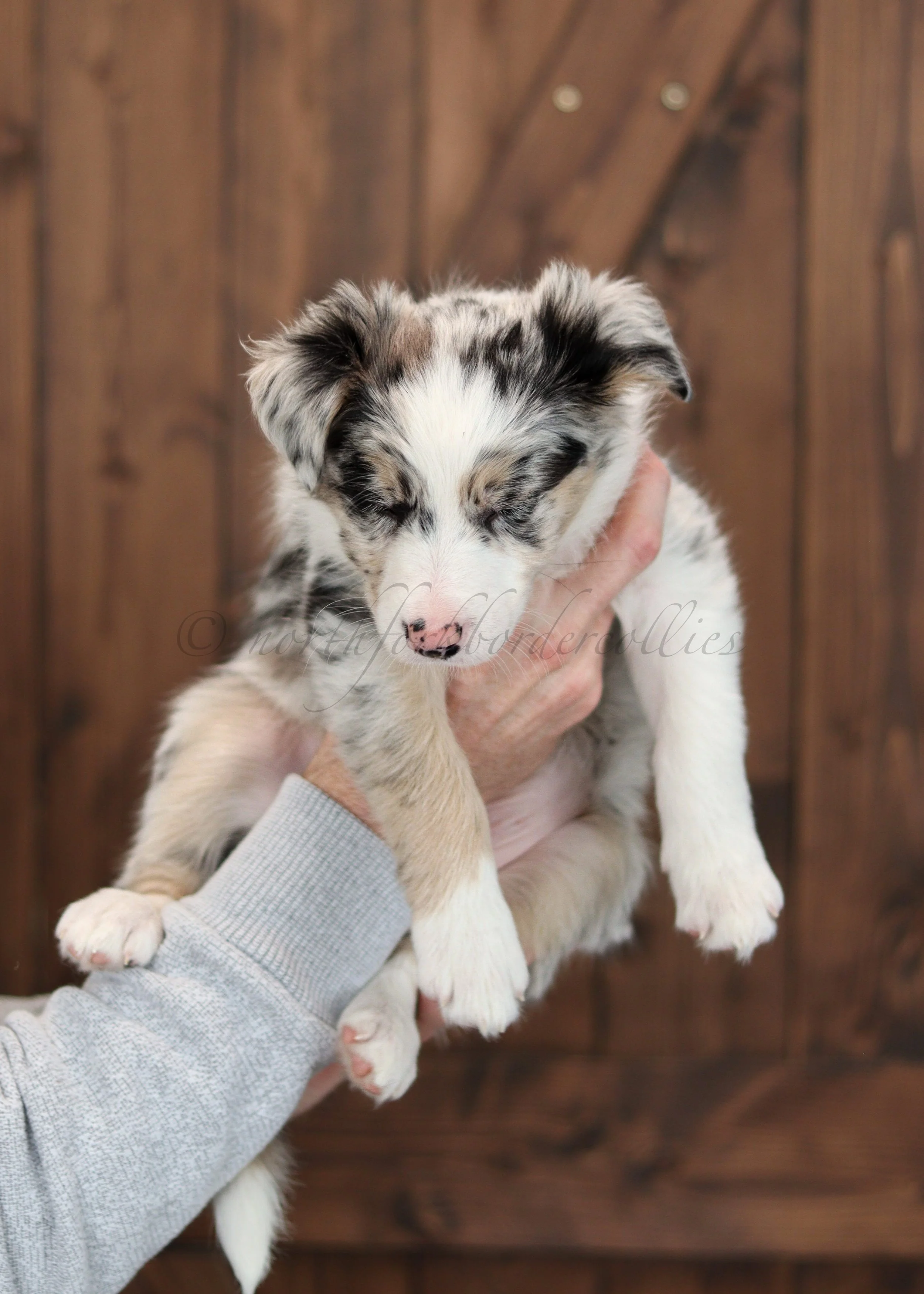 Ornn - blue merle tri male - 7 weeks old
