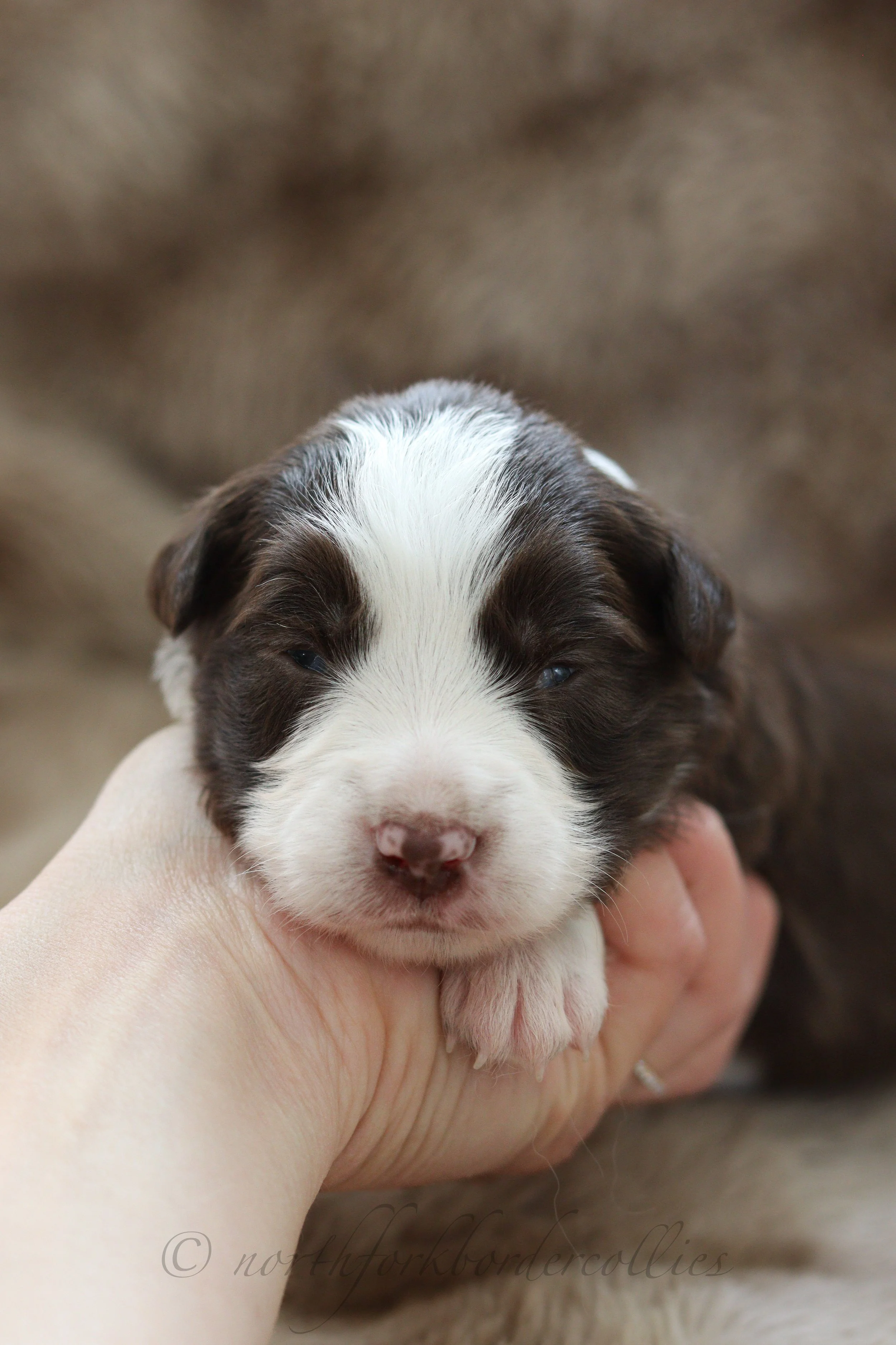  Jedi - female - 2 weeks old