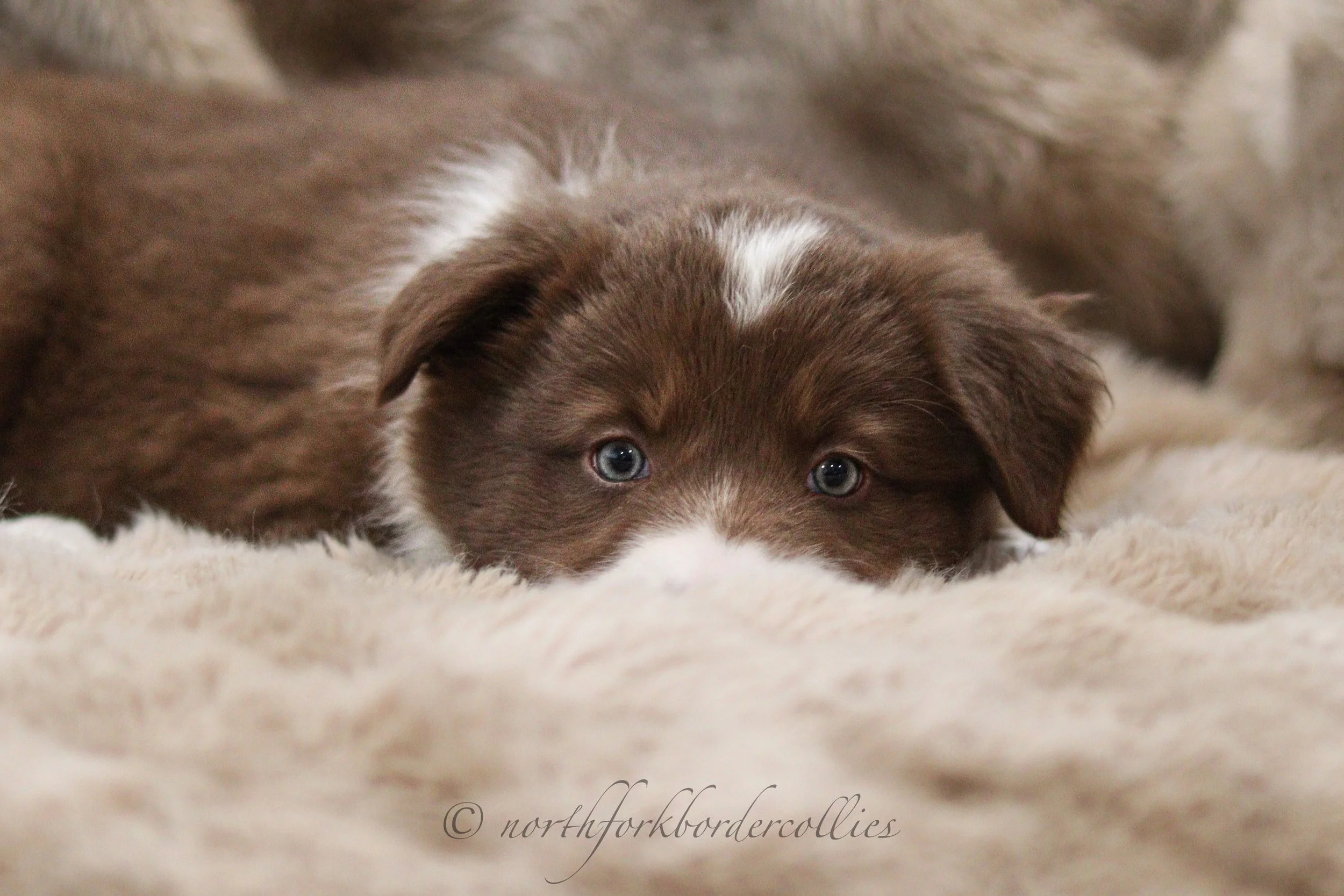 7 weeks old
