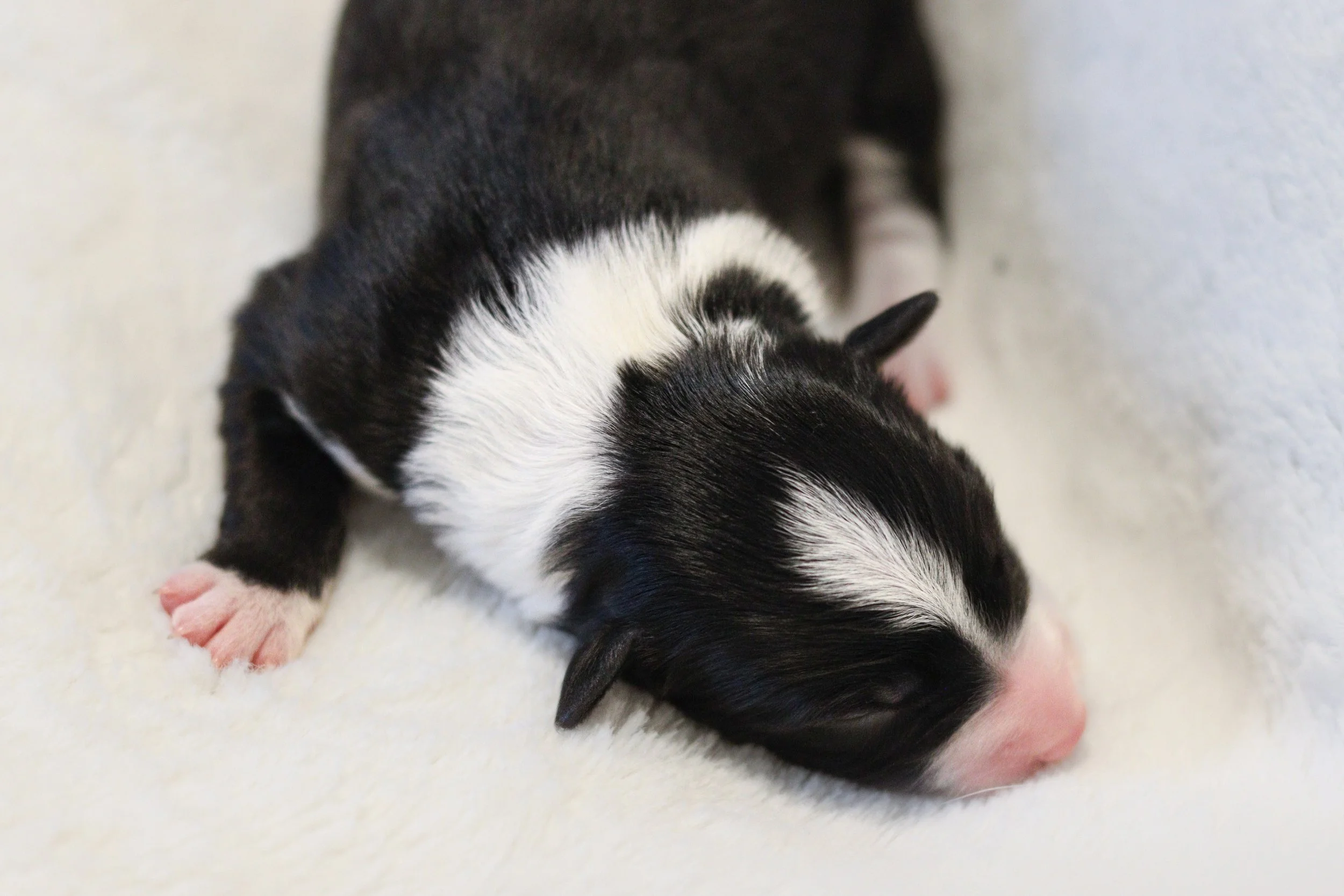 Ashe - black and white female - 3 days old