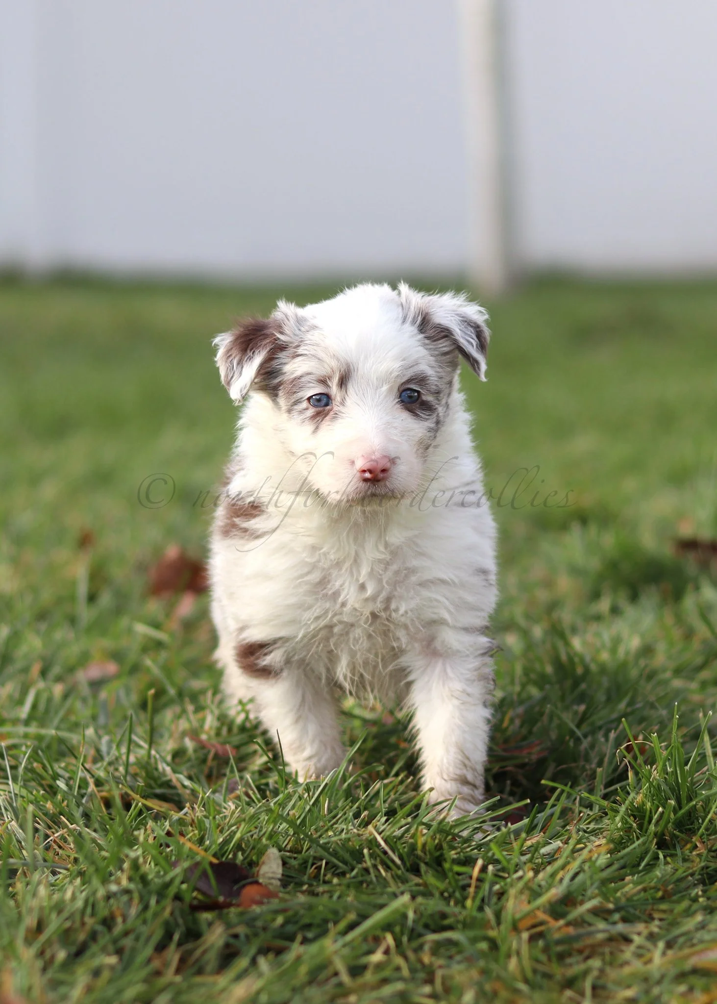 Poppy - red merle female - 5 weeks old