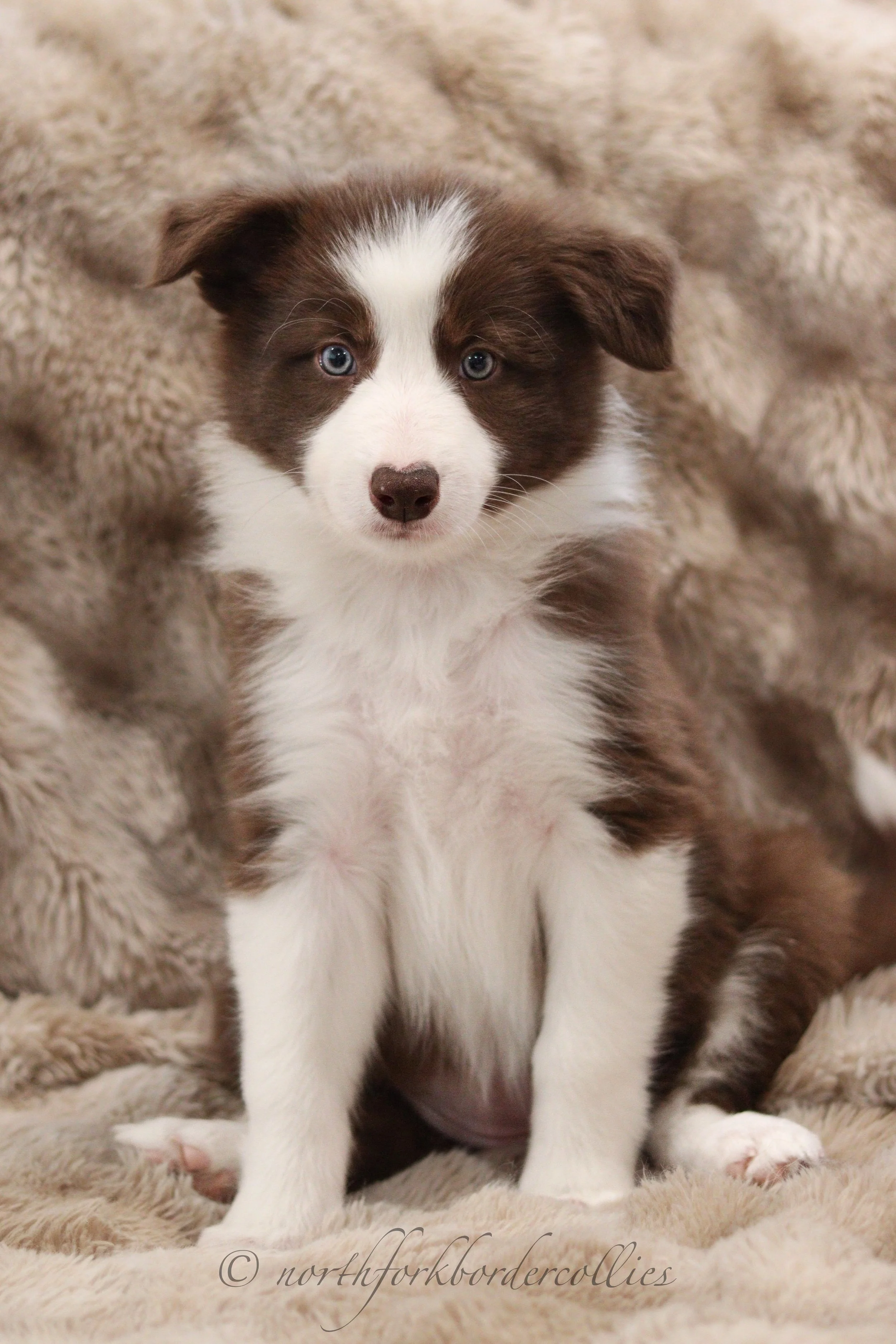 7 weeks old