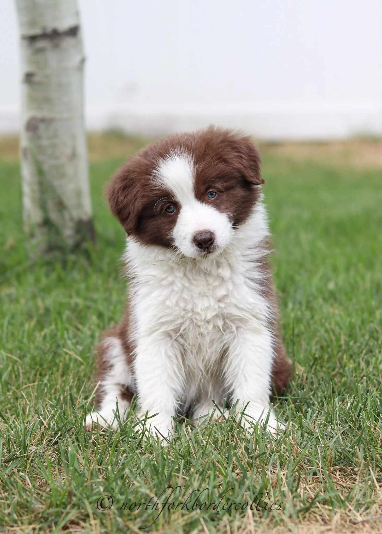 7 weeks old