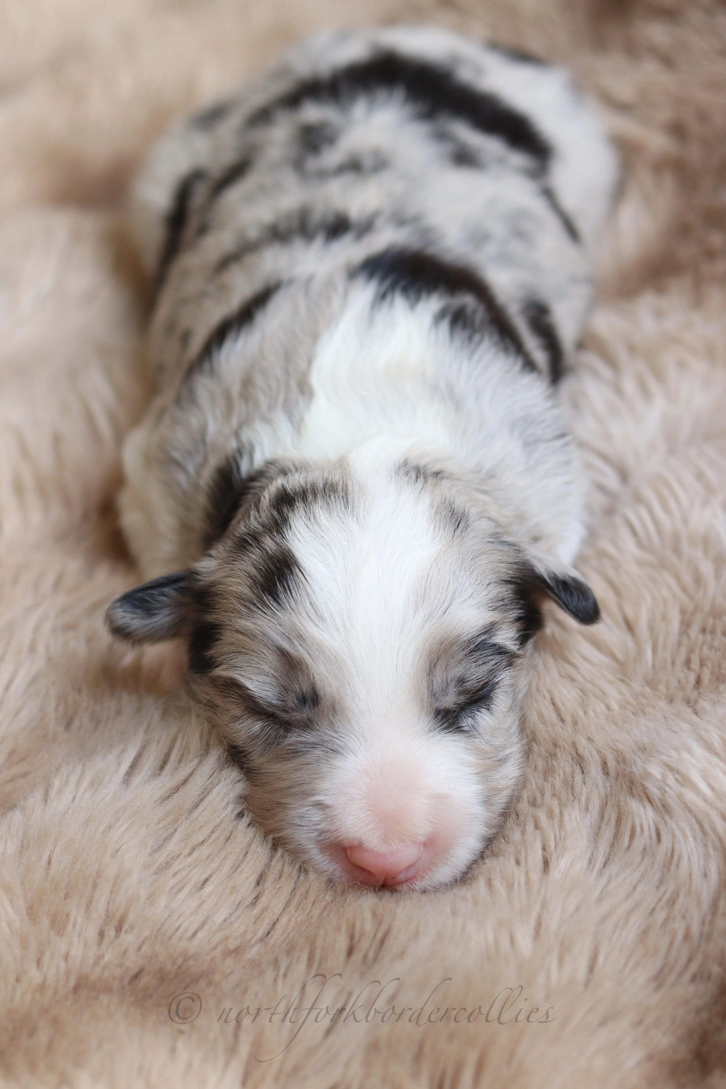 Saber - male - 1 week old