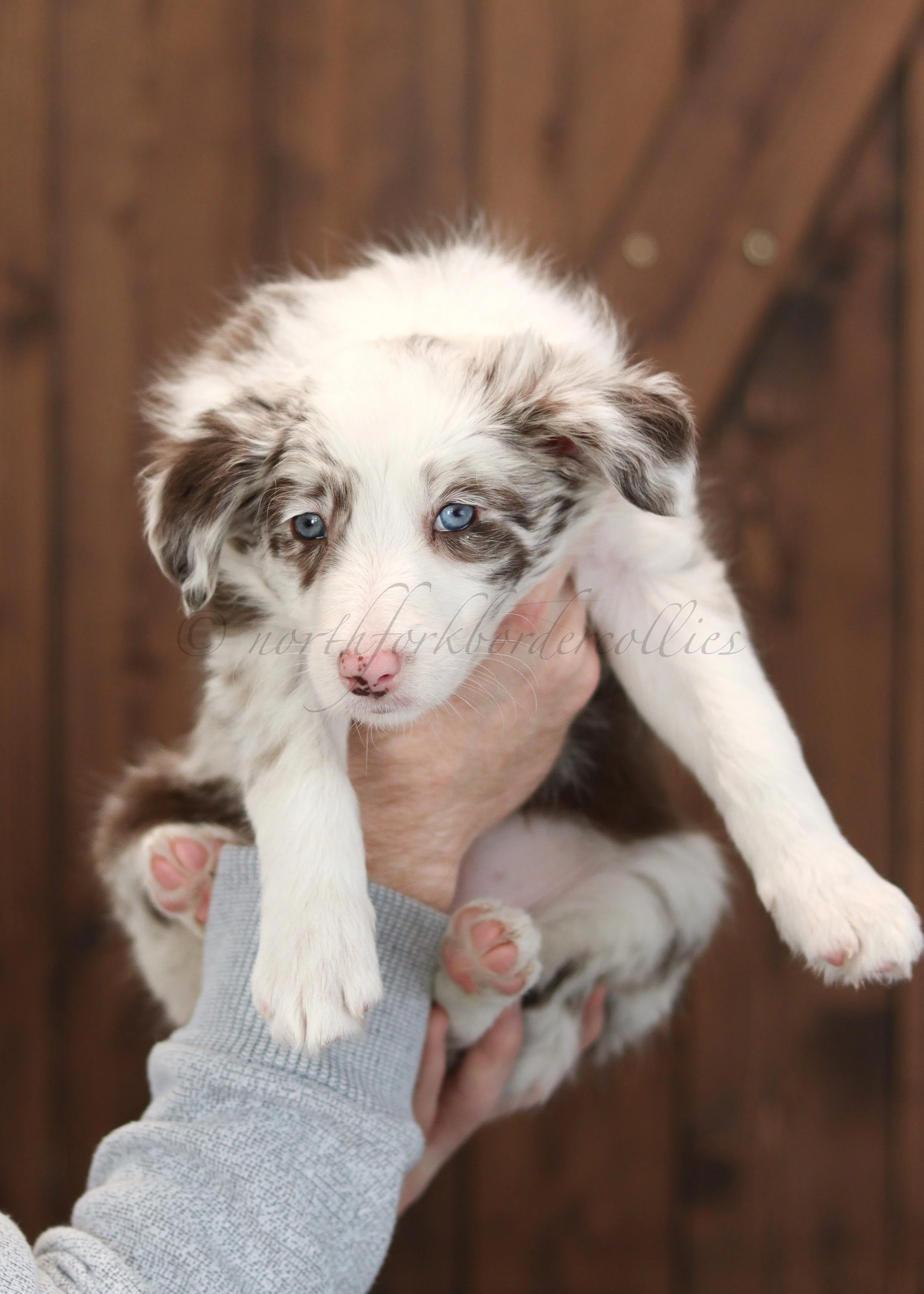 Poppy - red merle female - 7 weeks old