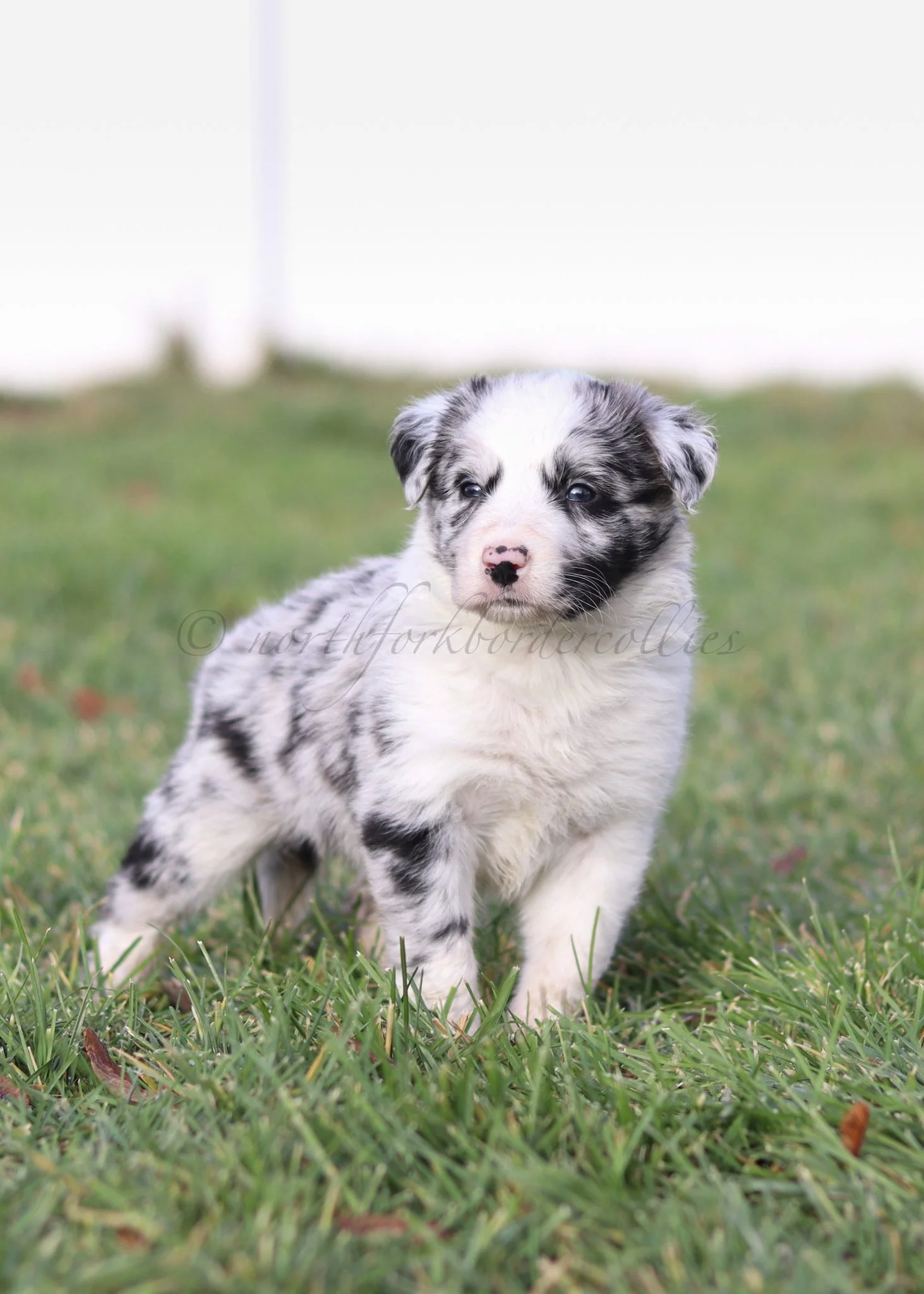 Ryze - blue merle male - 5 weeks old