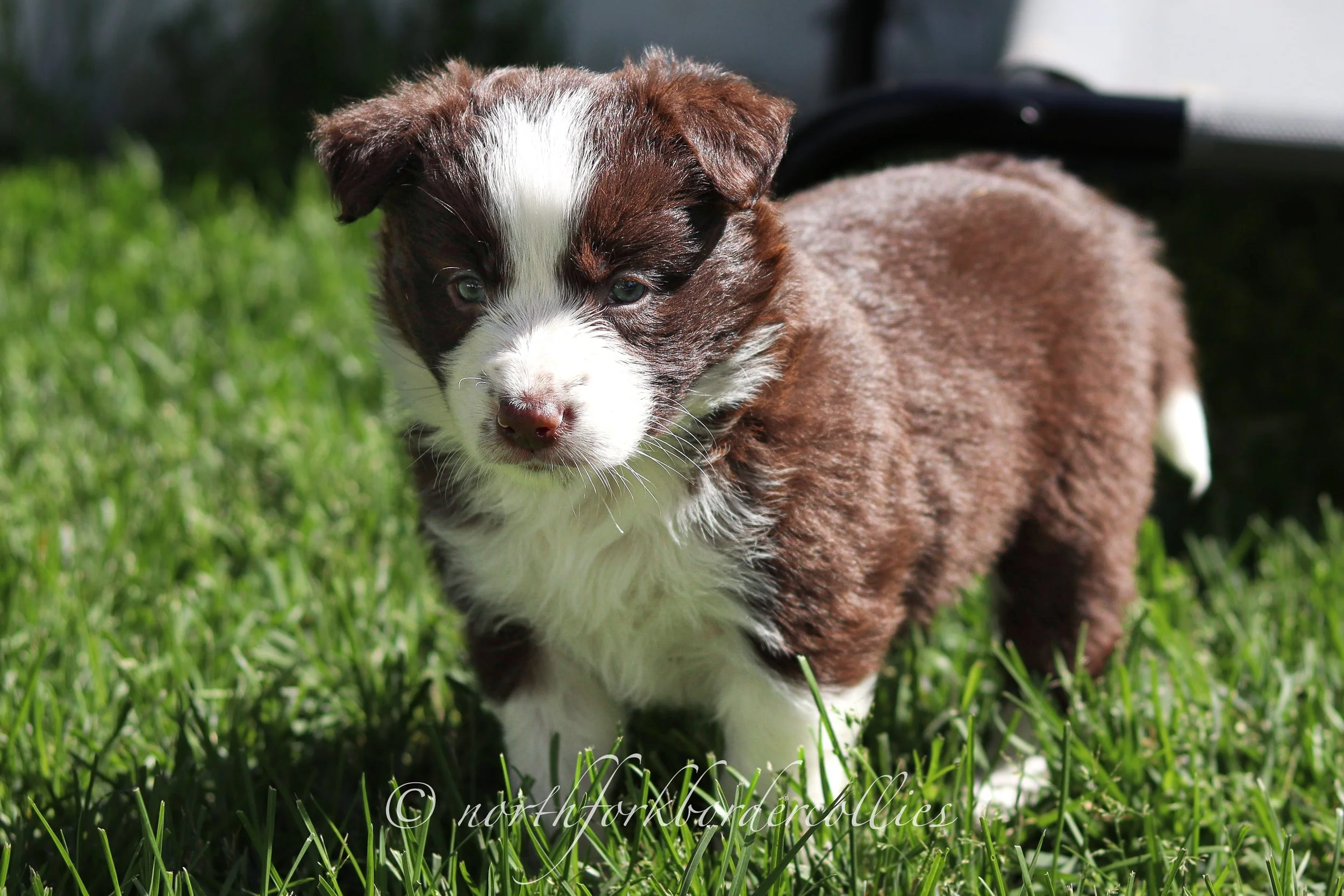 Jedi - female - 5 weeks old
