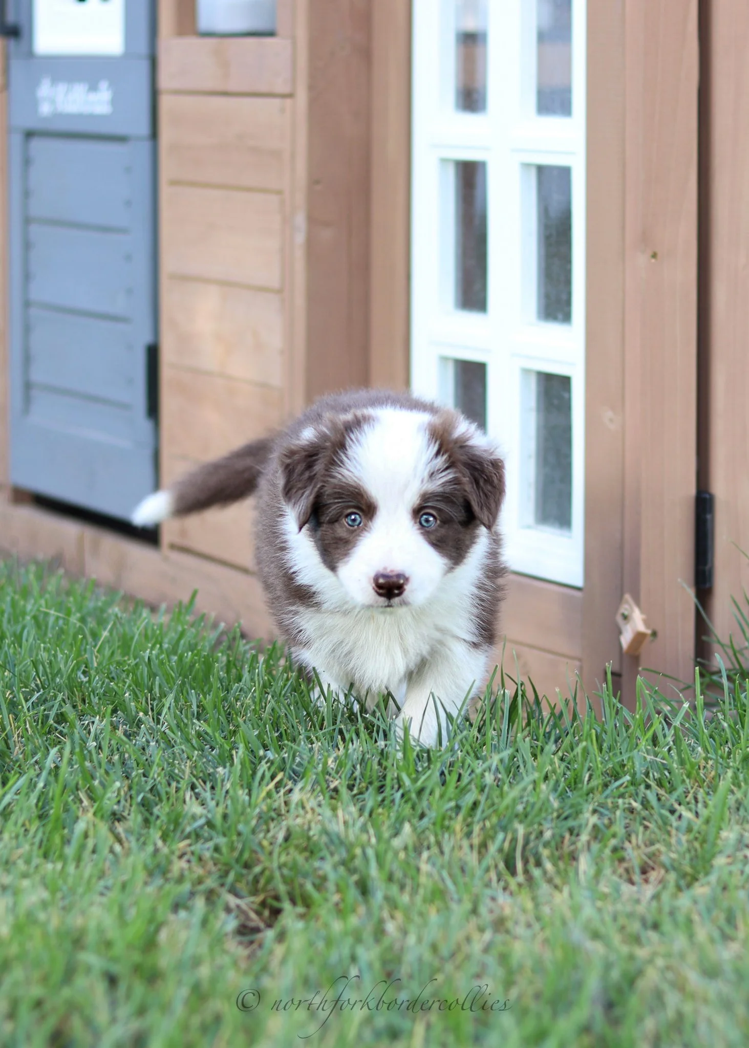 6 weeks old