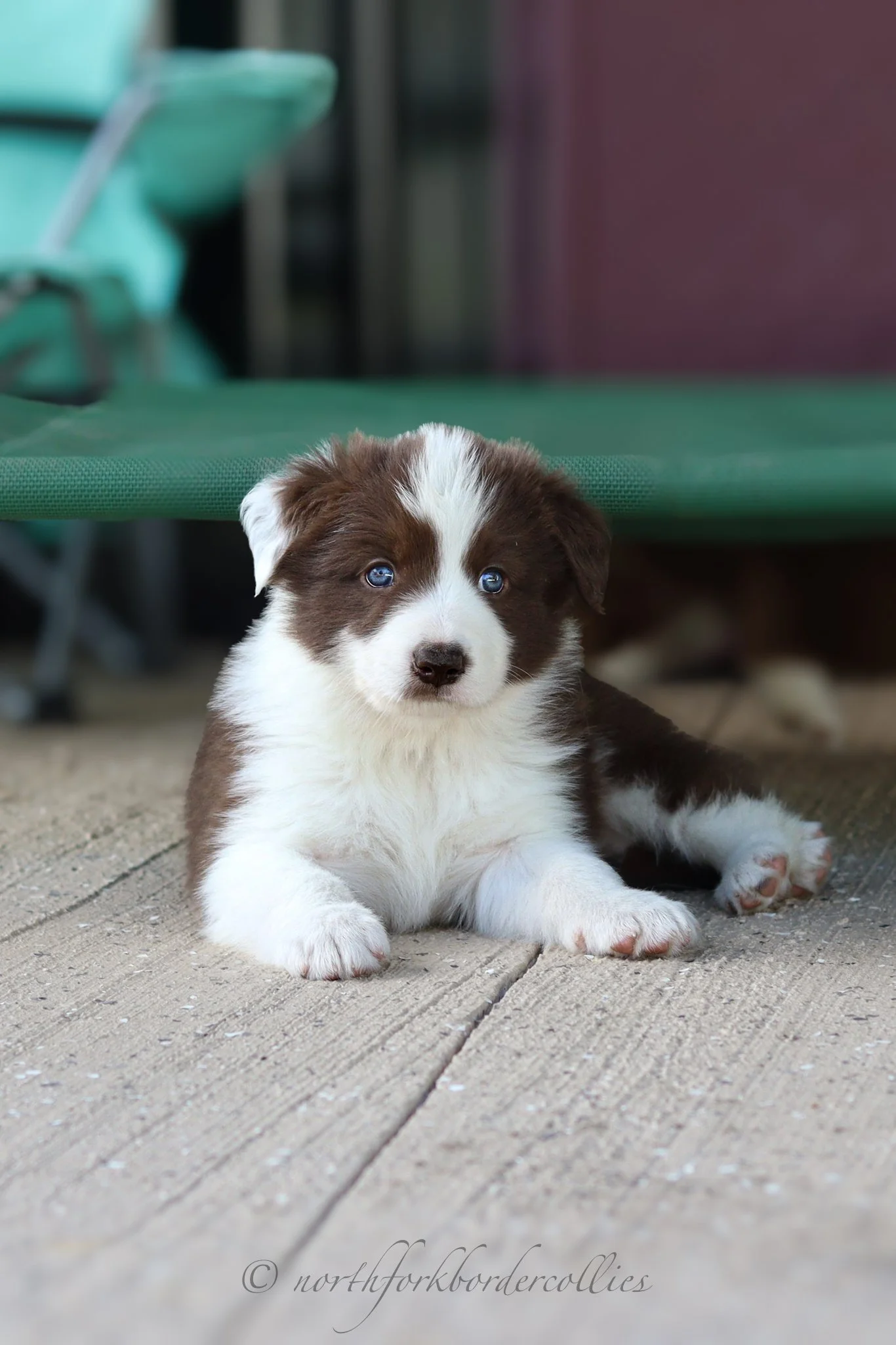 5 weeks old