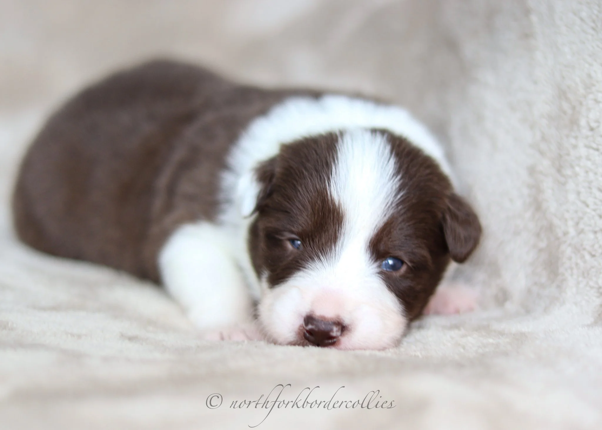 2 weeks old