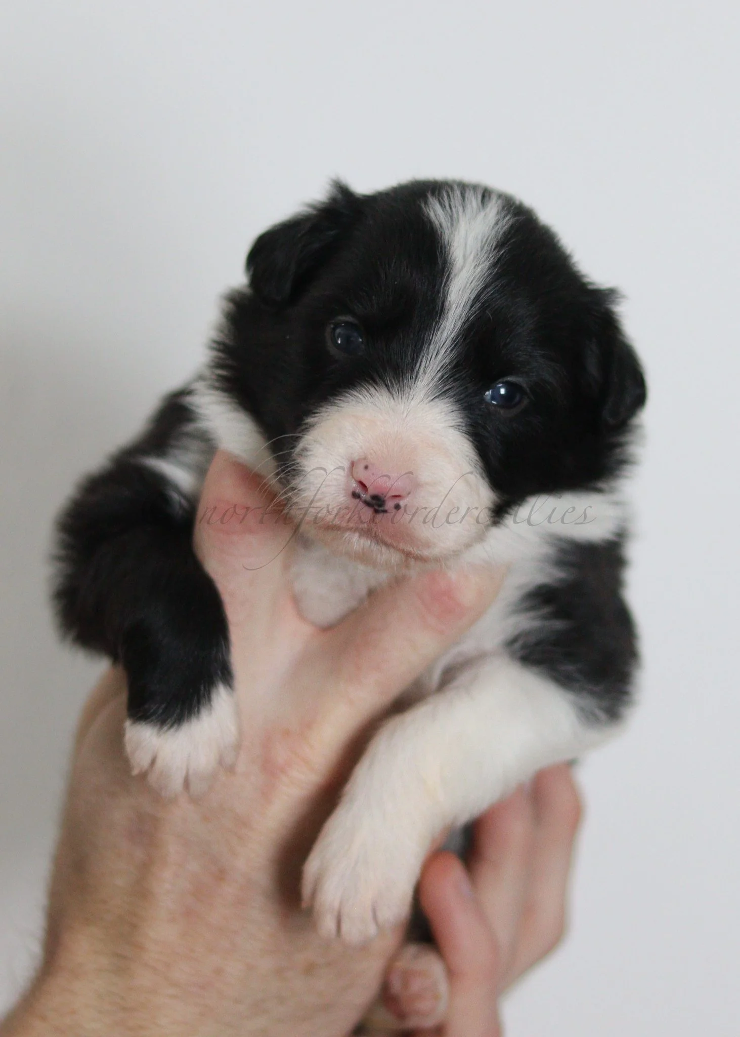 Ashe - black and white female - 3 weeks old