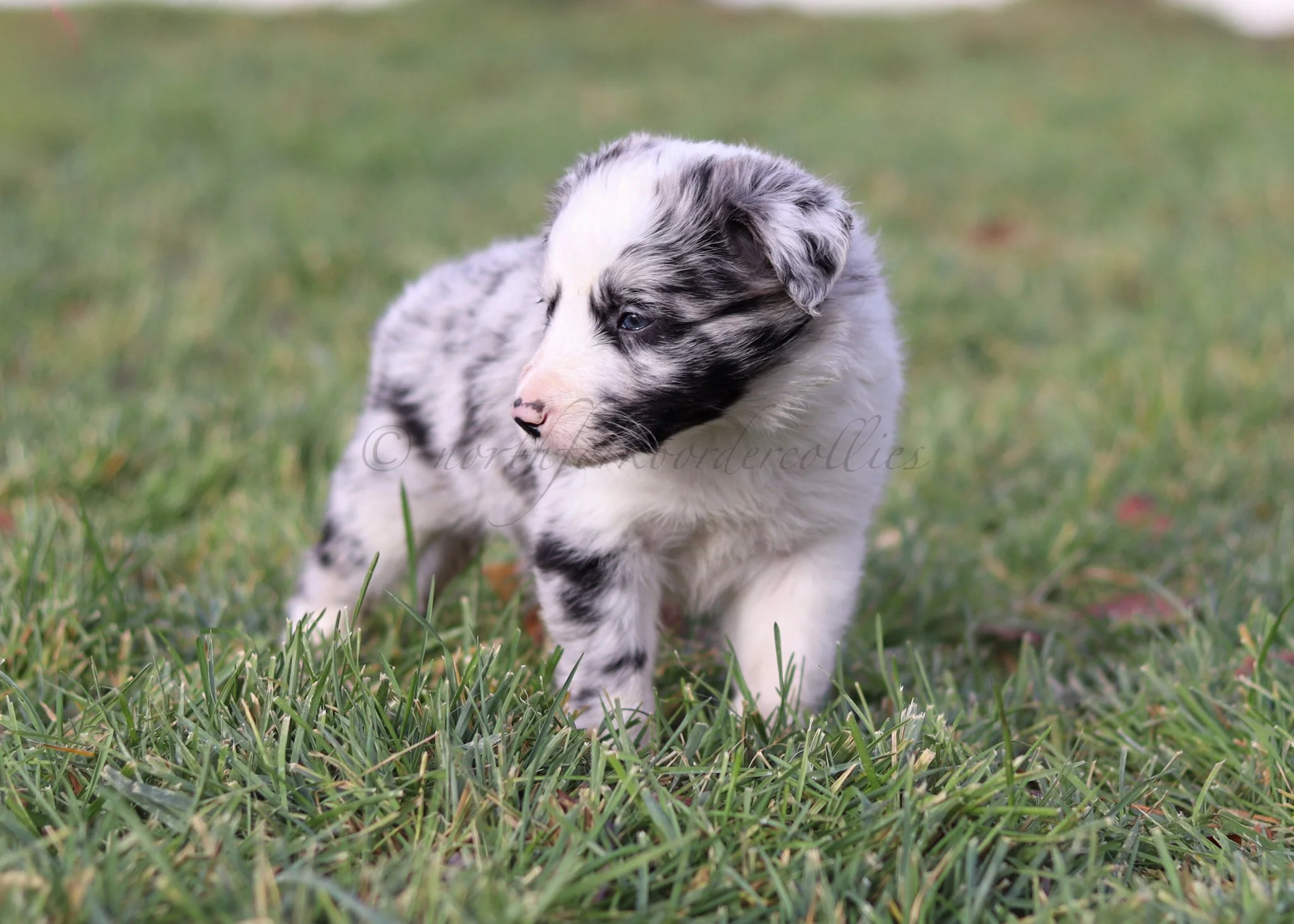 Ryze - blue merle male - 5 weeks old