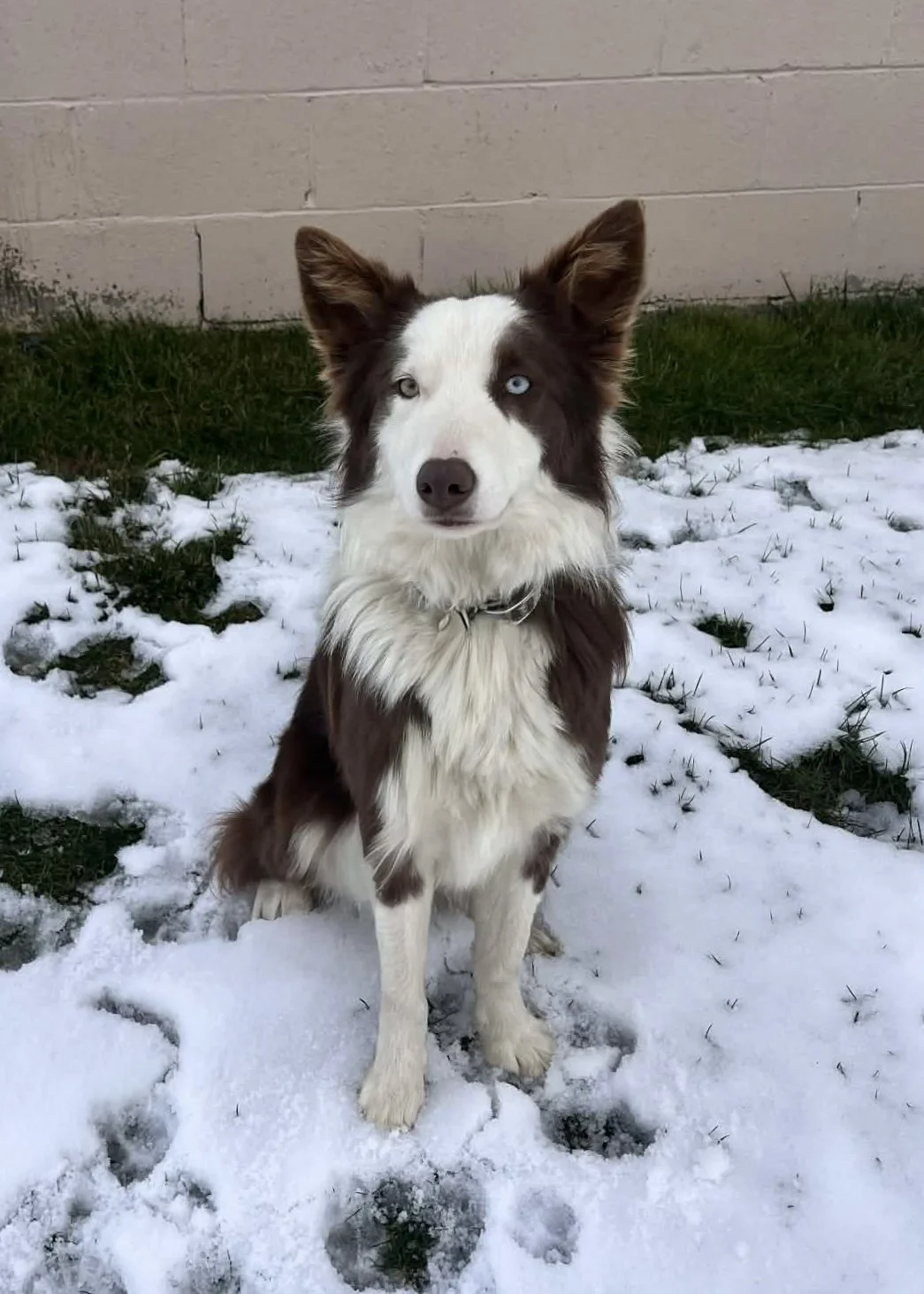 Whiskey at 1 years old