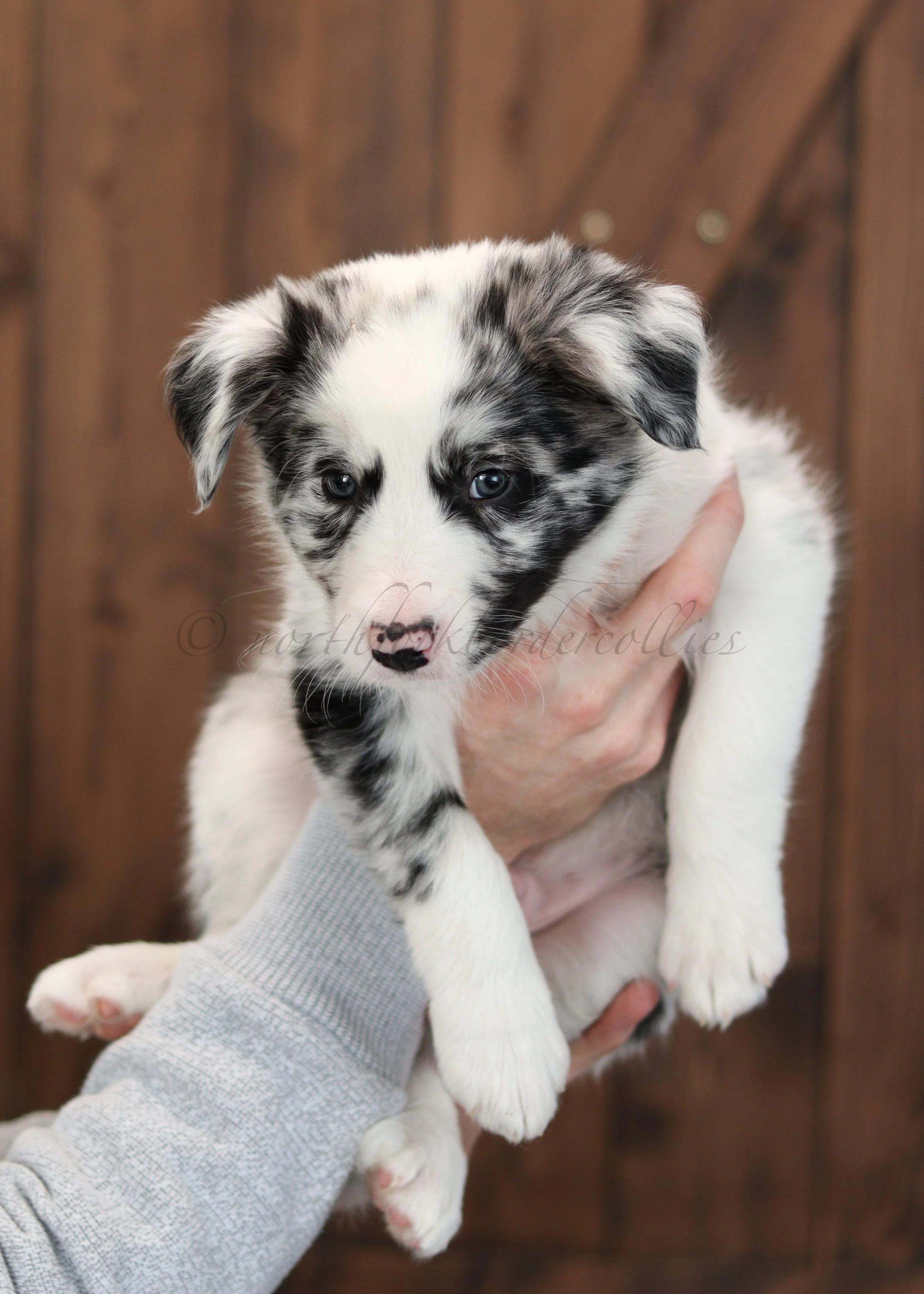 Ryze - blue merle male - 7 weeks old