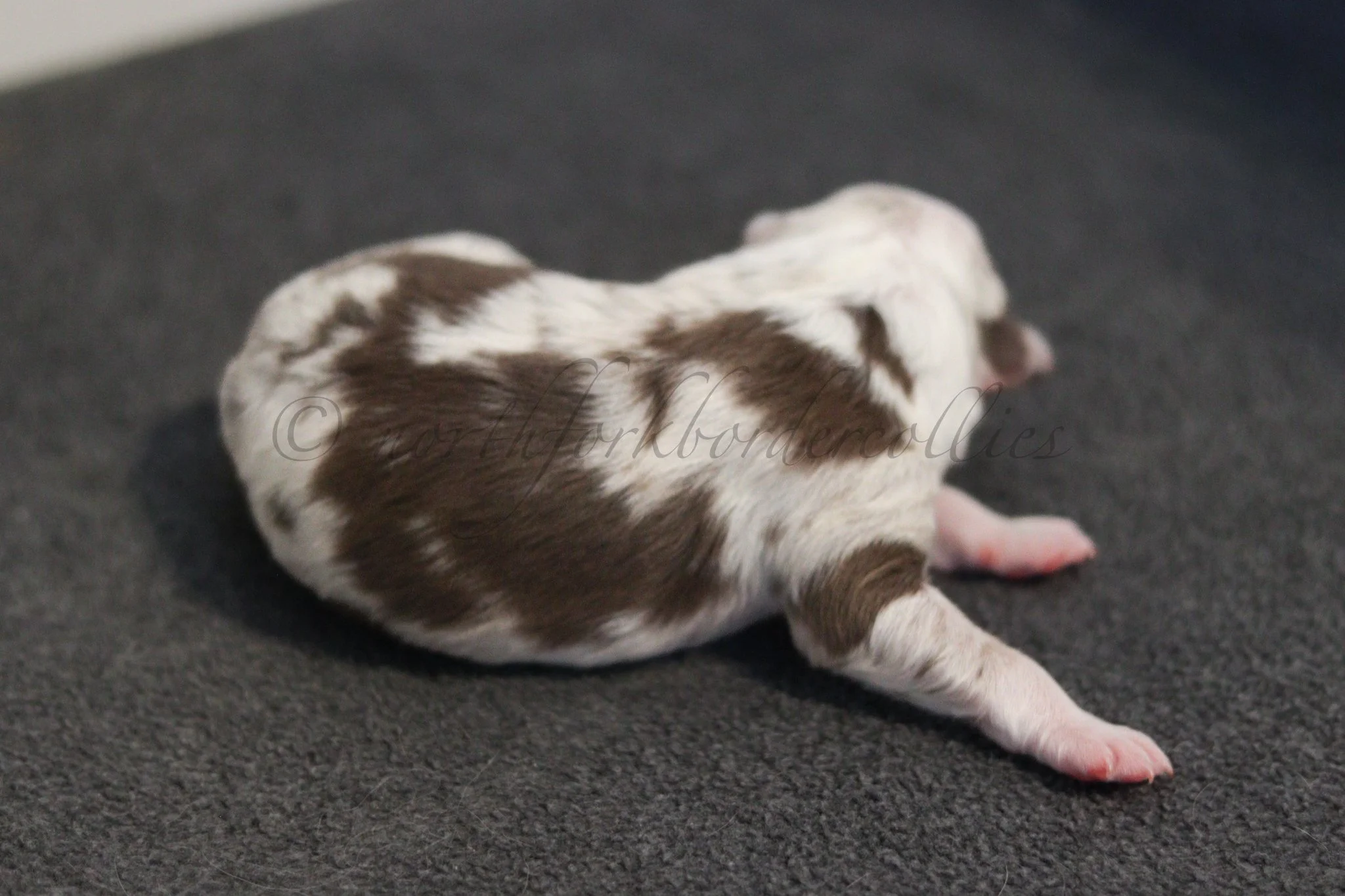 Poppy - red merle female - 1 day old
