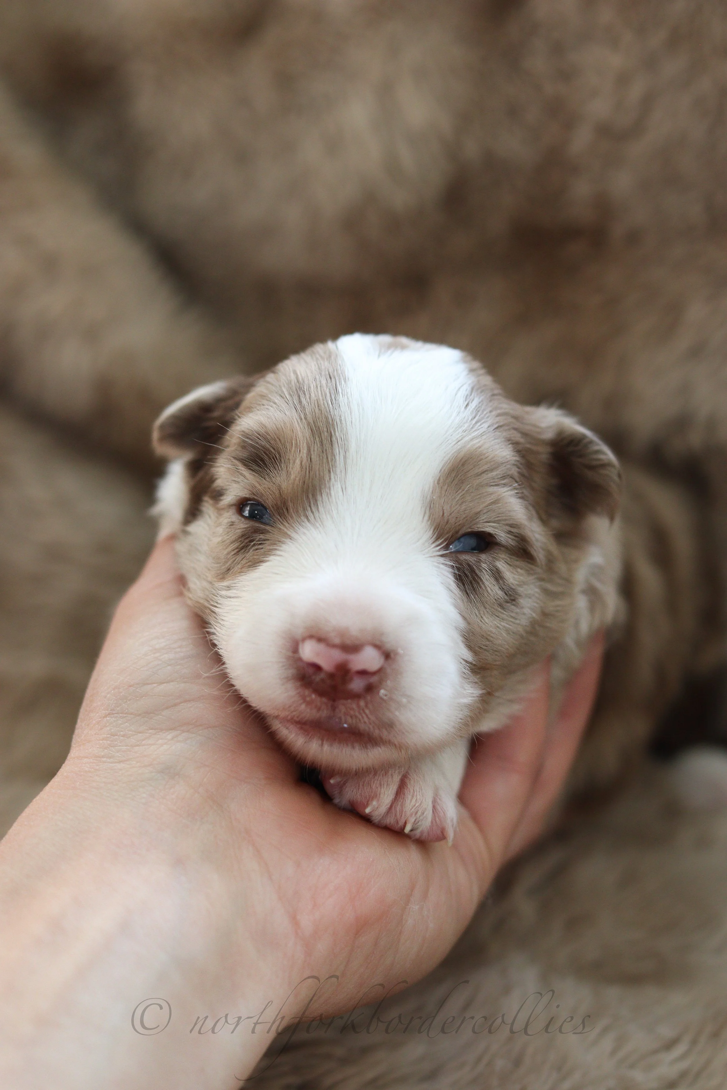Falcon  - male - 2 weeks old