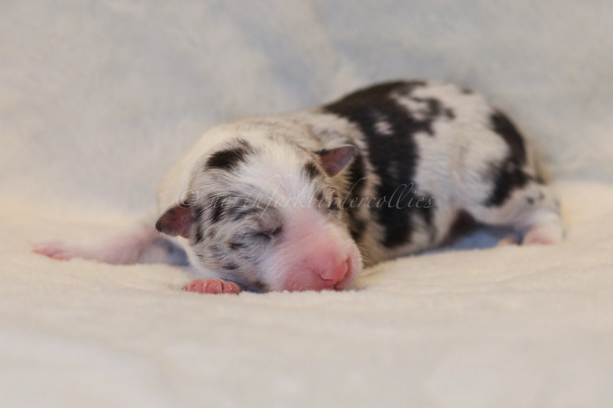 Thresh - blue merle male - 3 days old