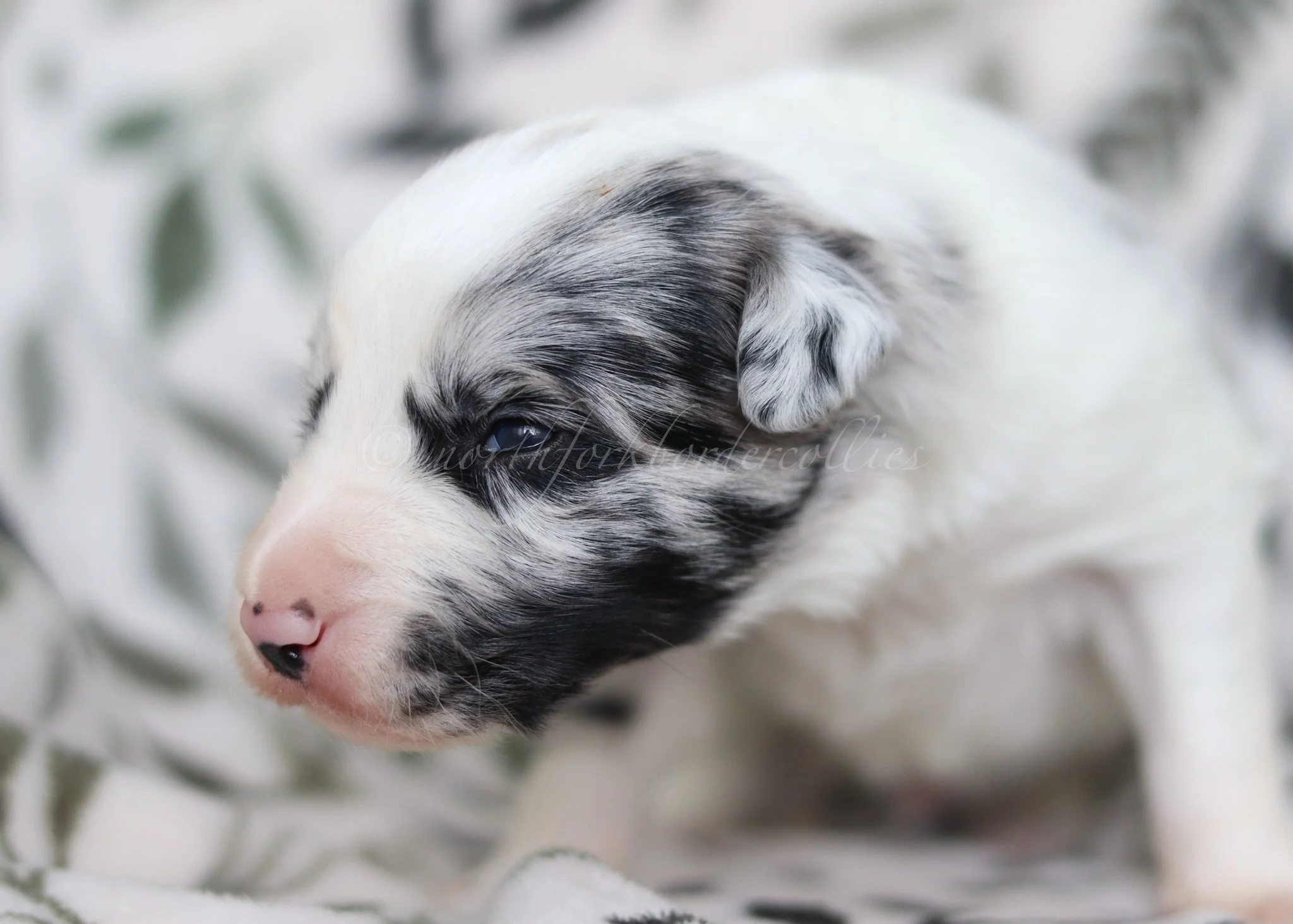 Ryze - blue merle male - 2 weeks old