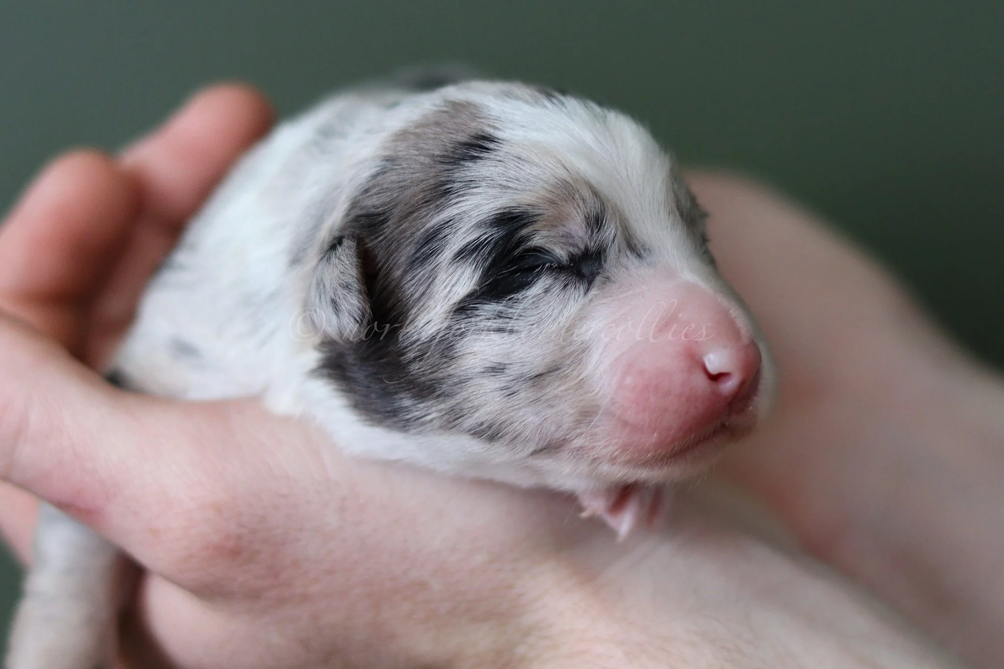 Ornn - blue merle tri male - 1 week old