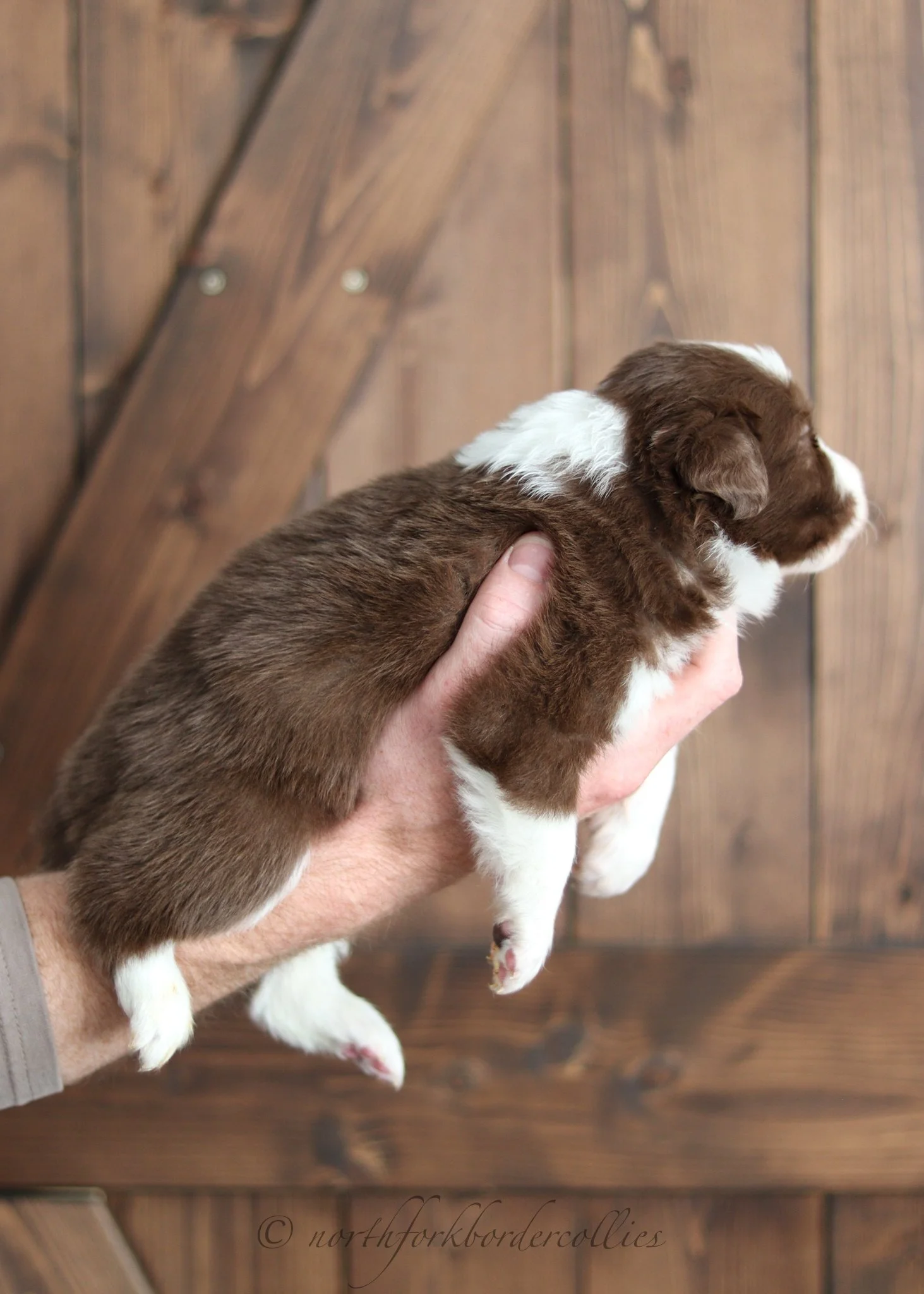 3 weeks old