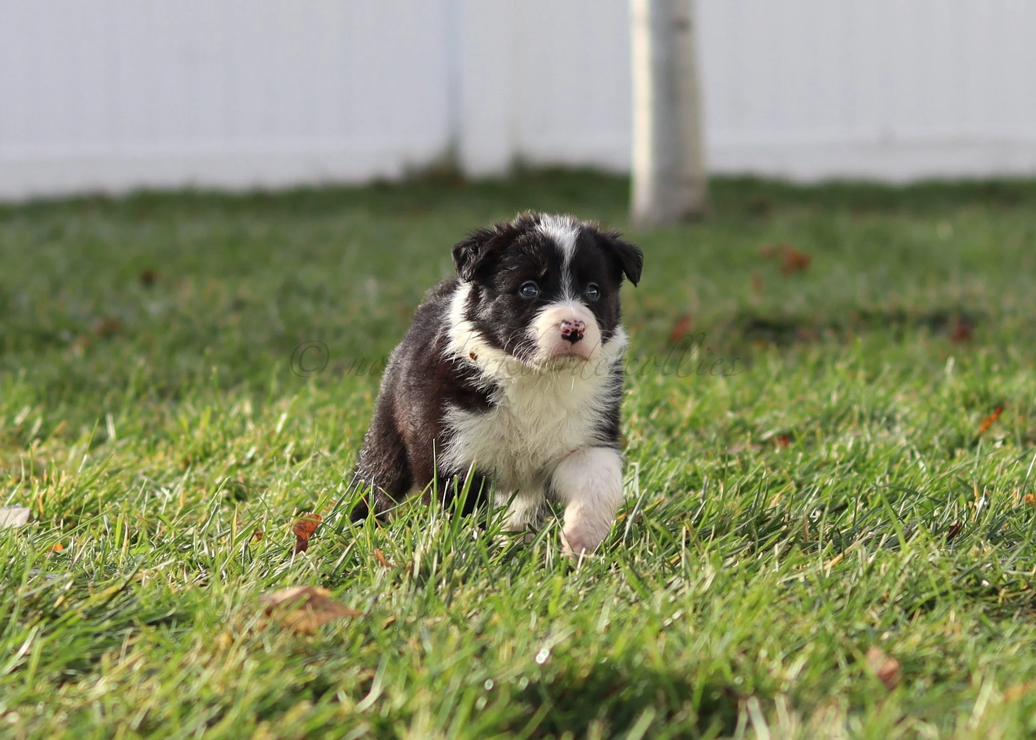 Ashe - black and white female - 5 weeks old
