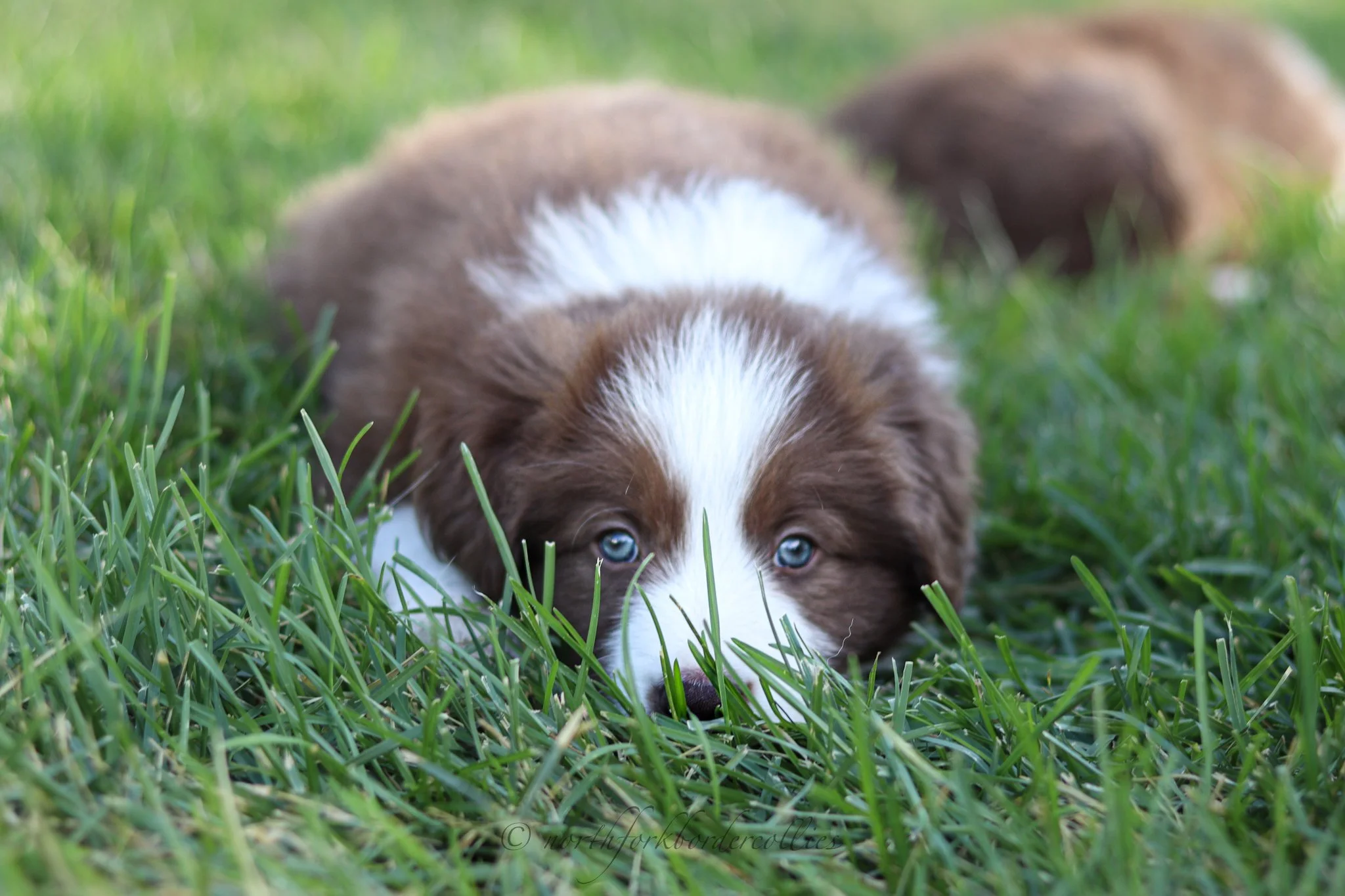 6 weeks old