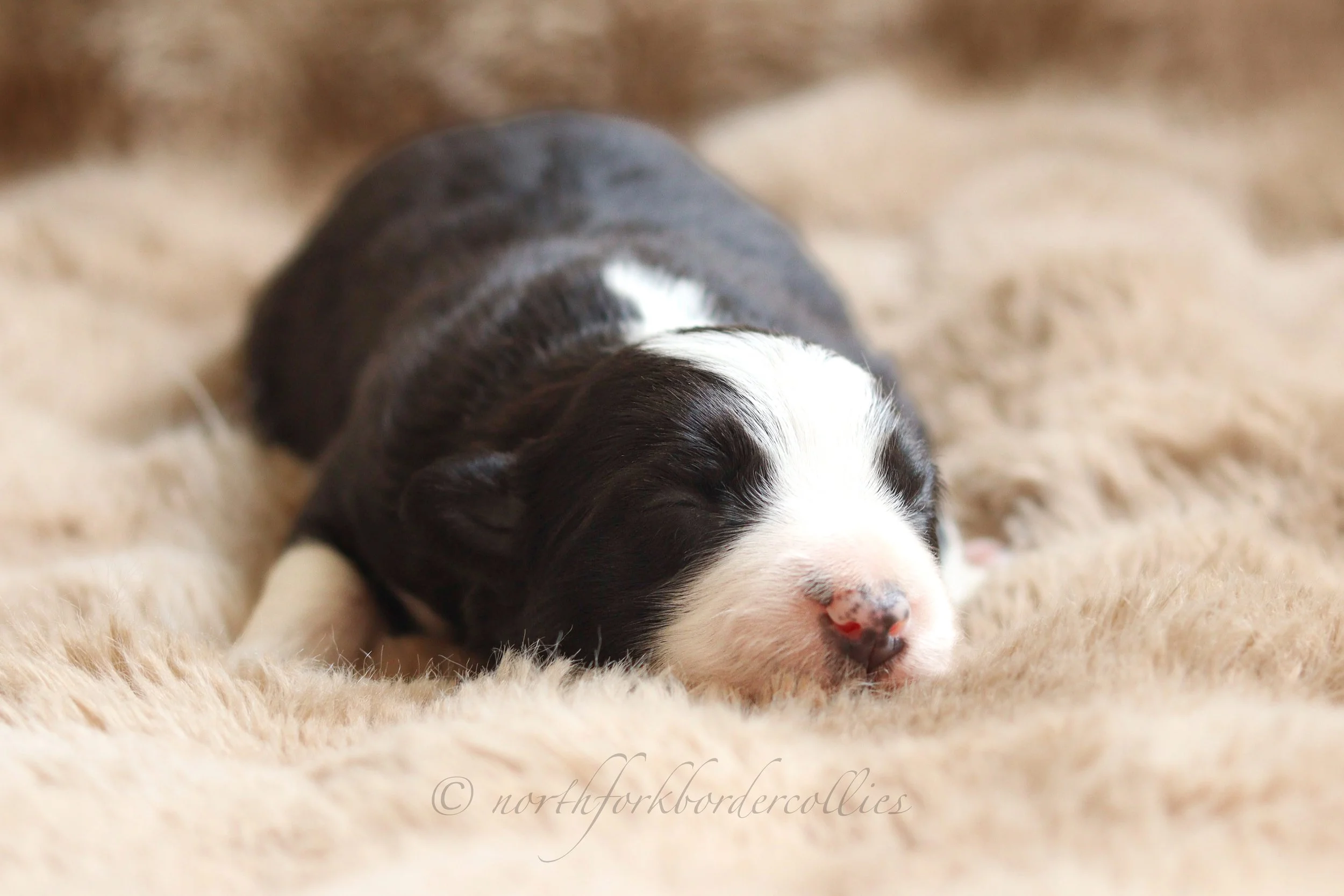 Force - female - 1 week old