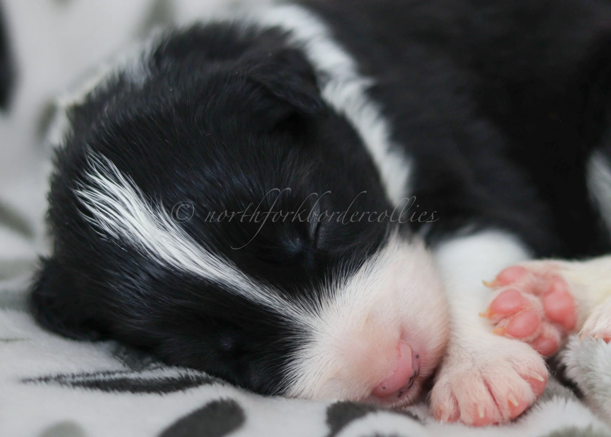 Ashe - black and white female - 2 weeks old