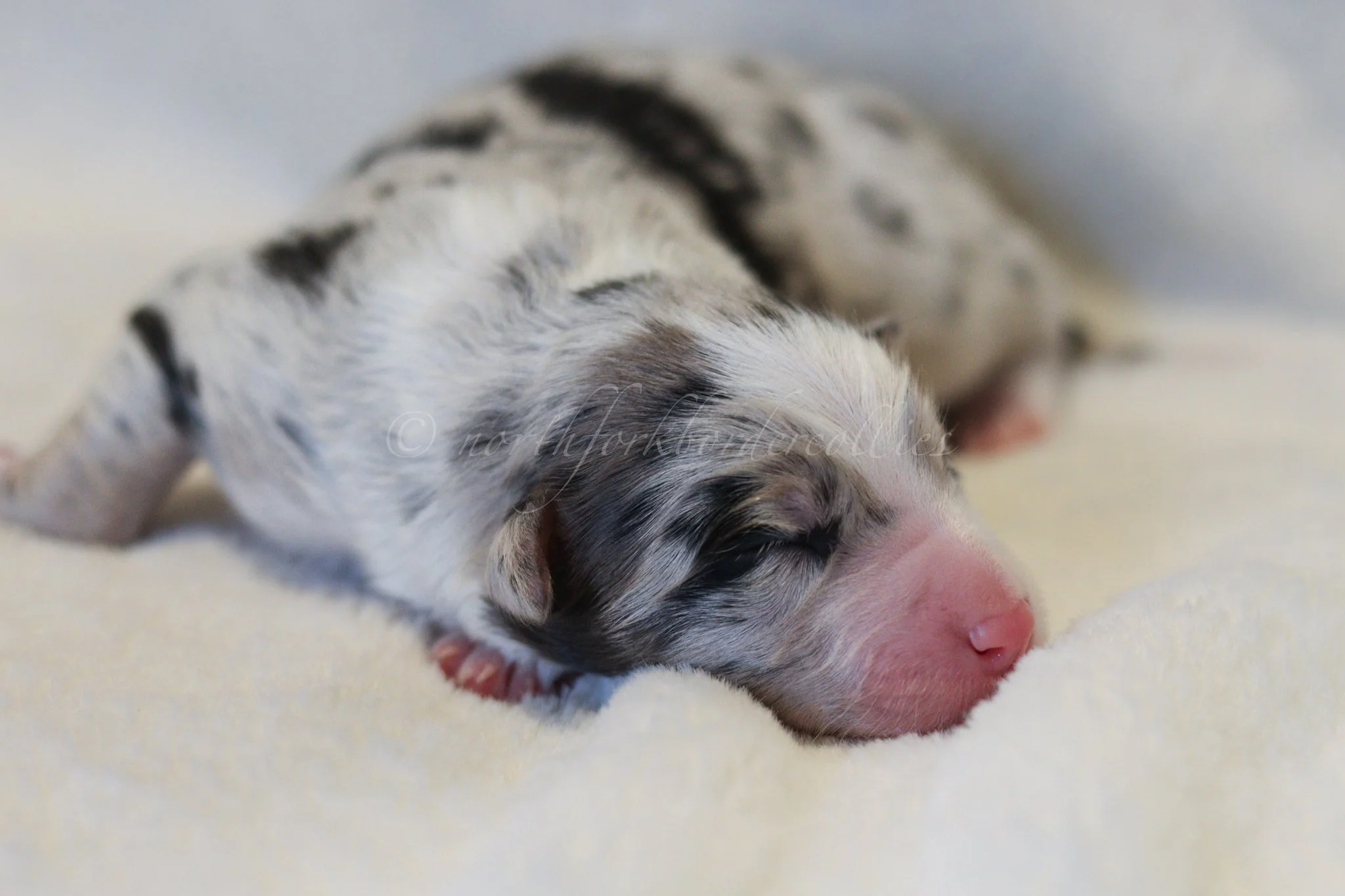 Ornn - blue merle tri male - 3 days old