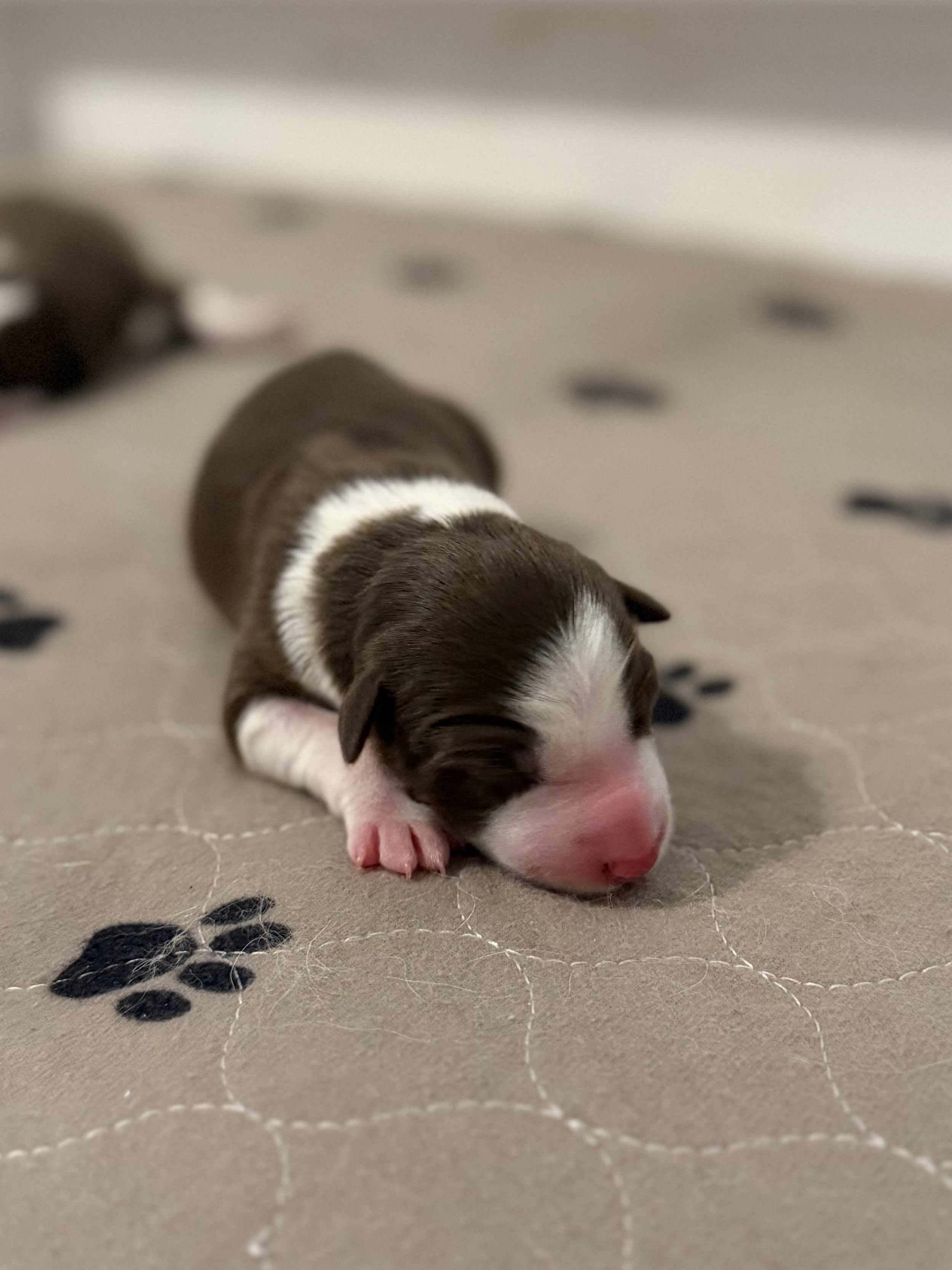 Blue - red and white female - one day old