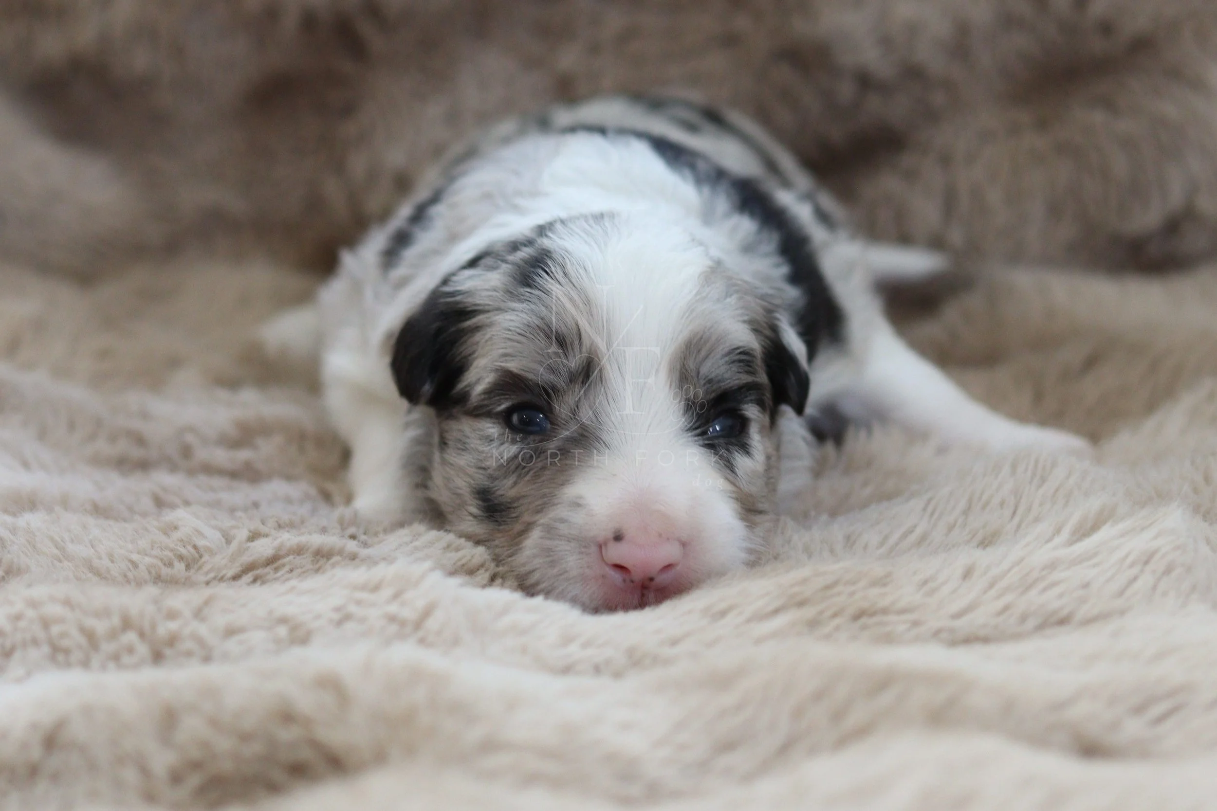 Saber - male - 2 weeks old