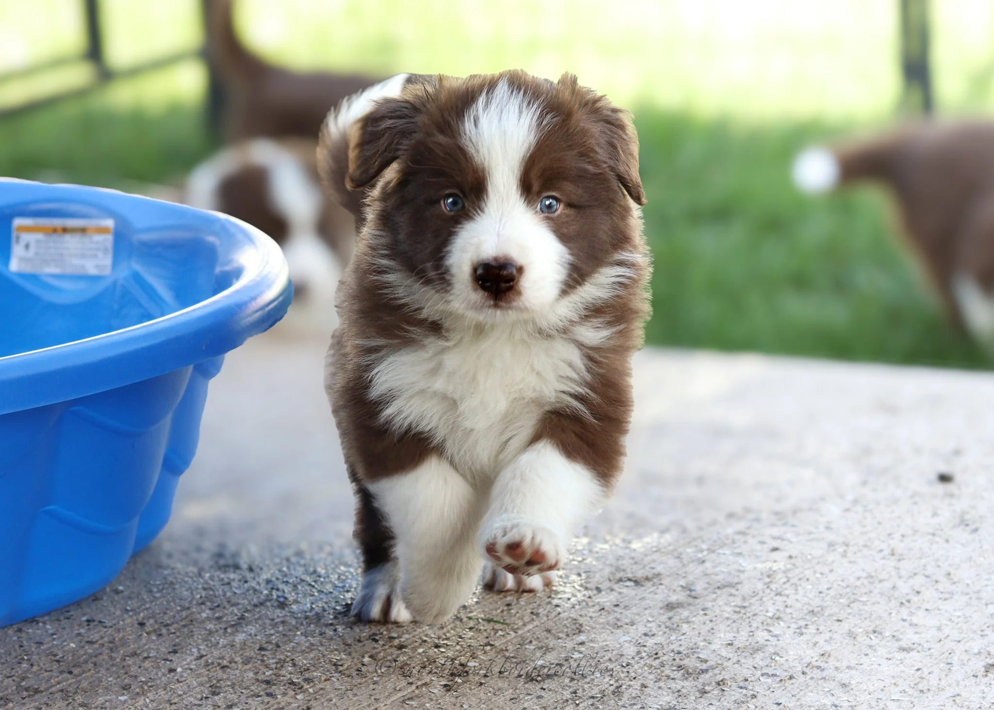 5 weeks old