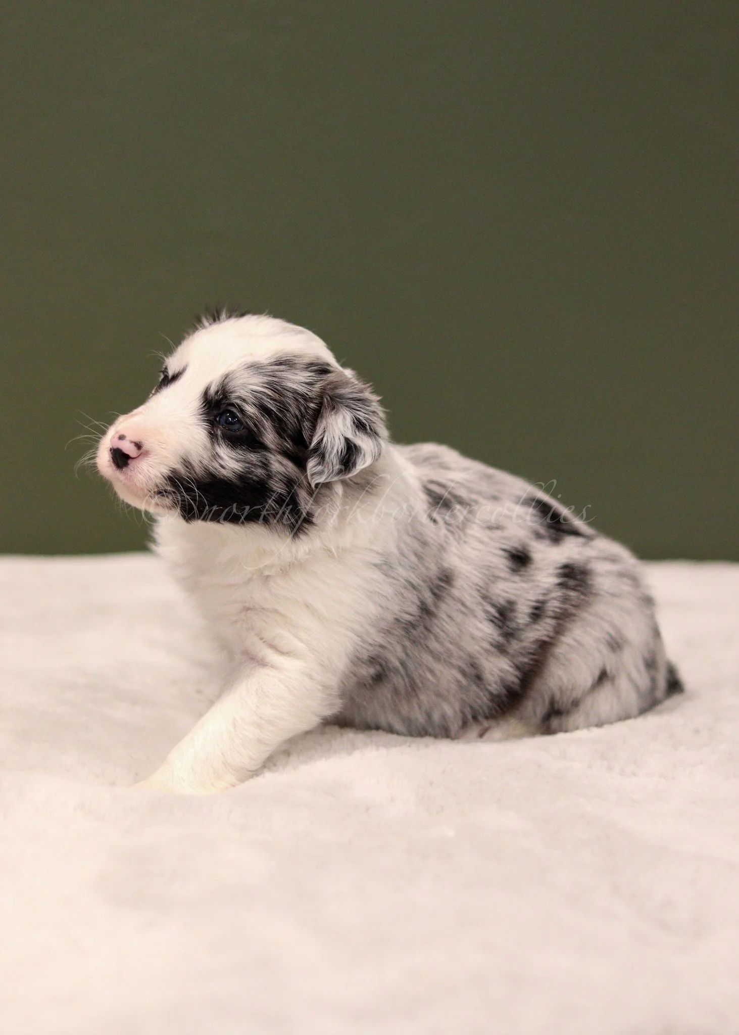 Ryze - blue merle male - 4 weeks old