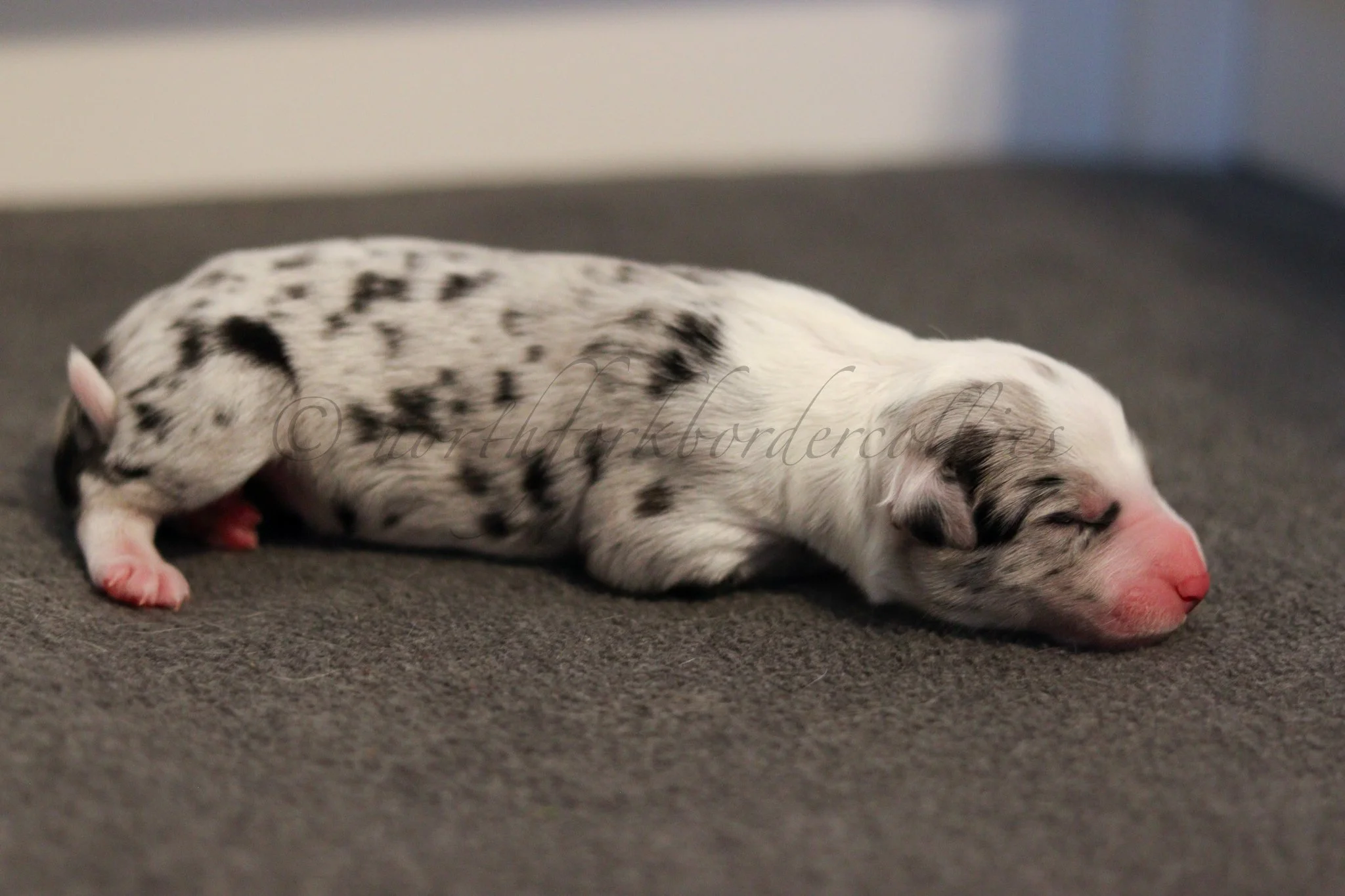 Ryze - blue merle male - 1 day old