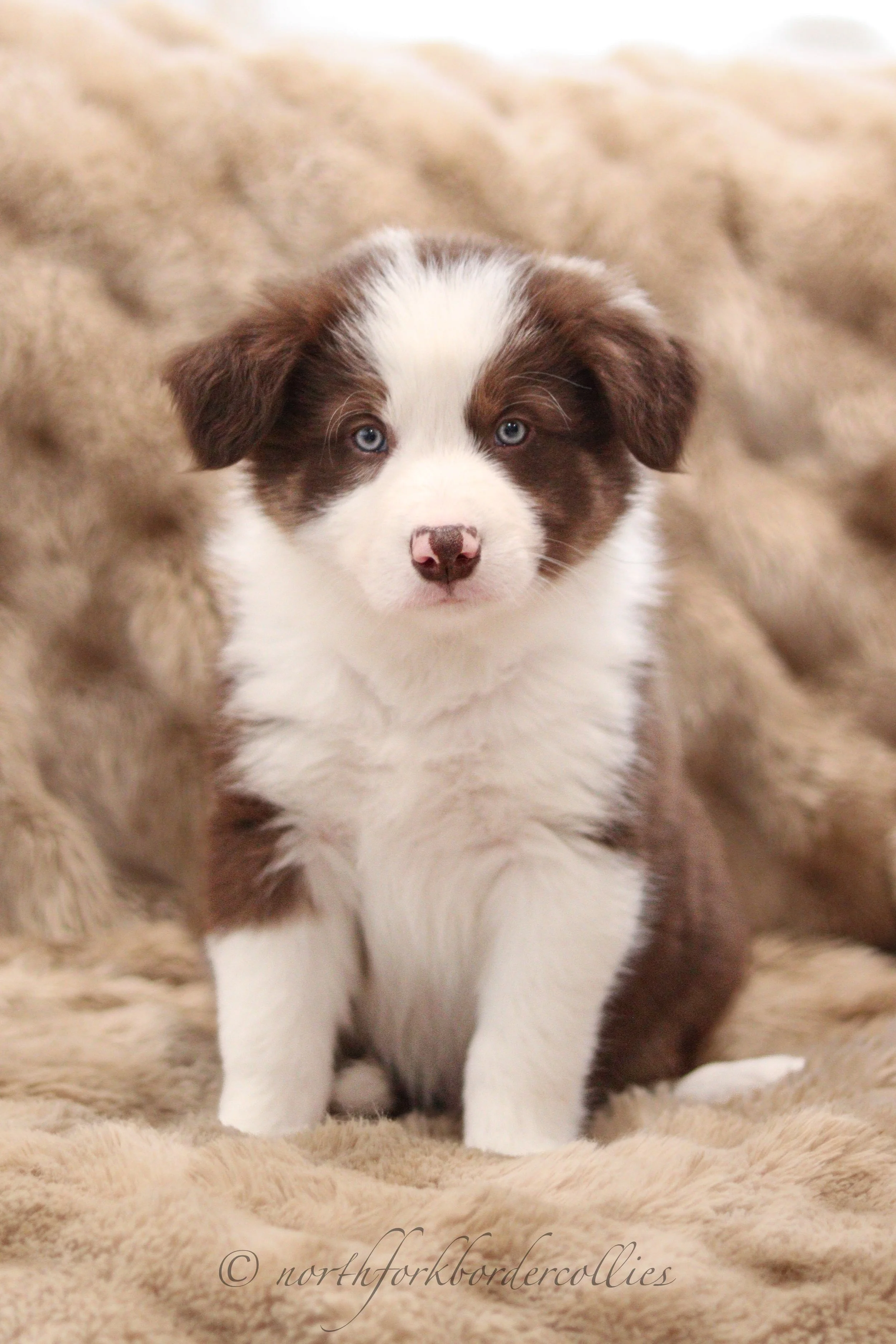 7 weeks old