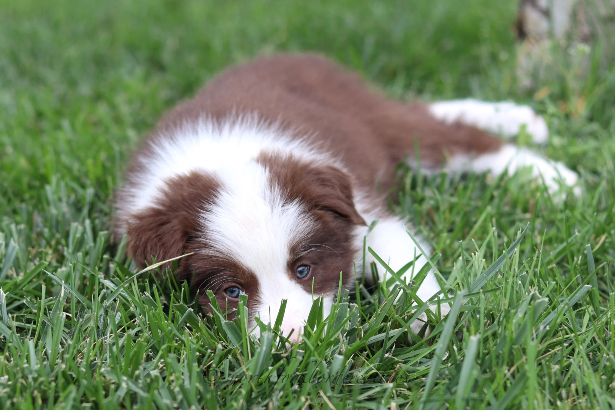 7 weeks old
