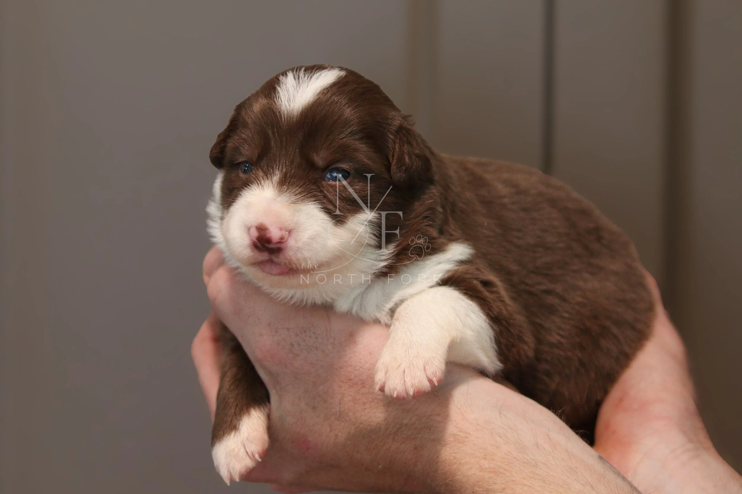 Two weeks old