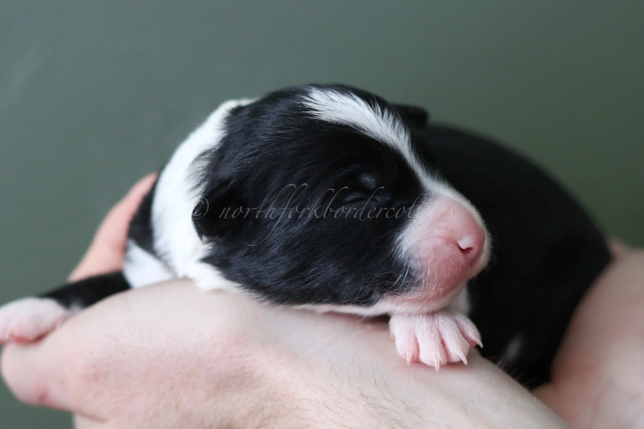 Ashe - black and white female - 1 week old